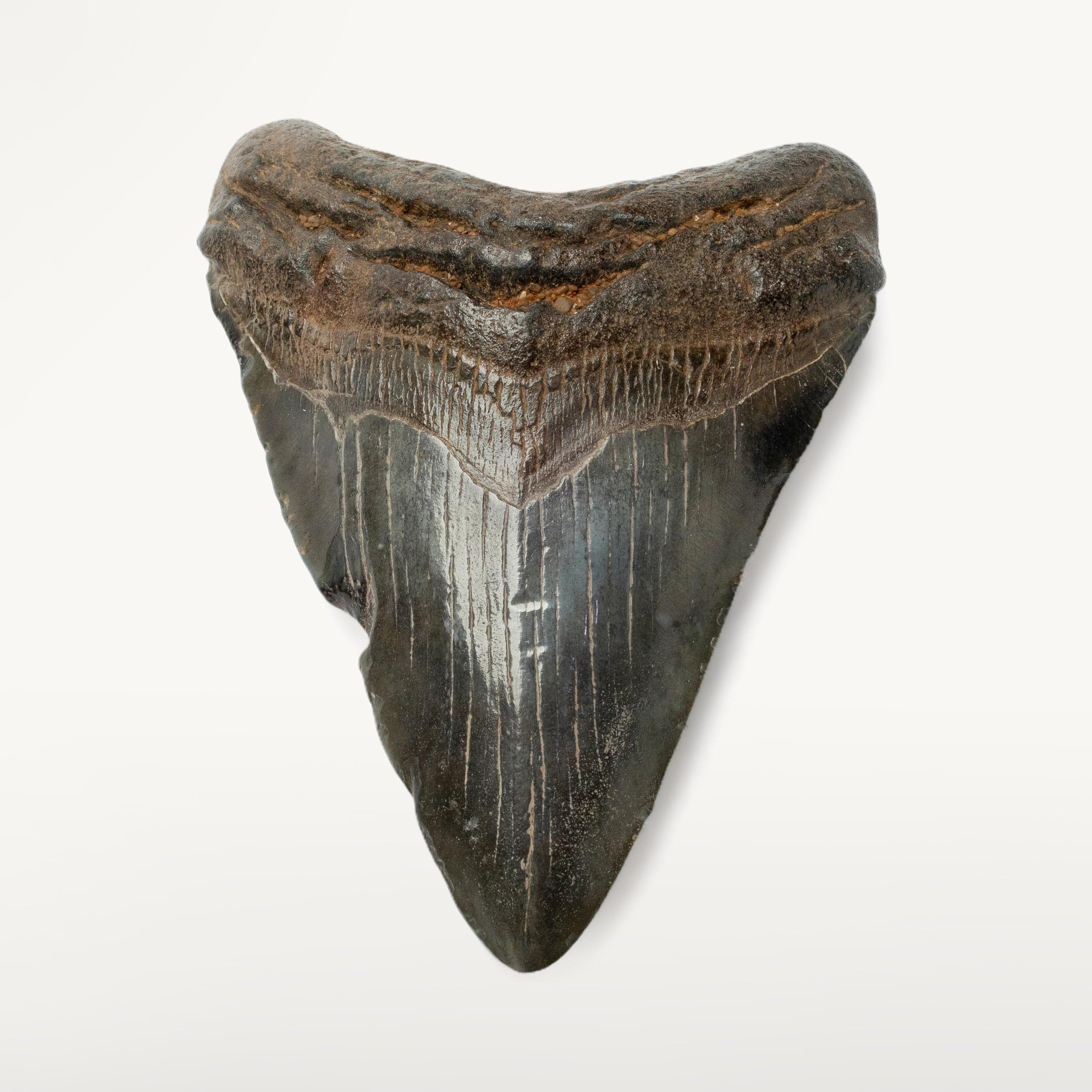 Kalifano Megalodon Teeth Megalodon Tooth from South Carolina - 4.2" ST1600.019