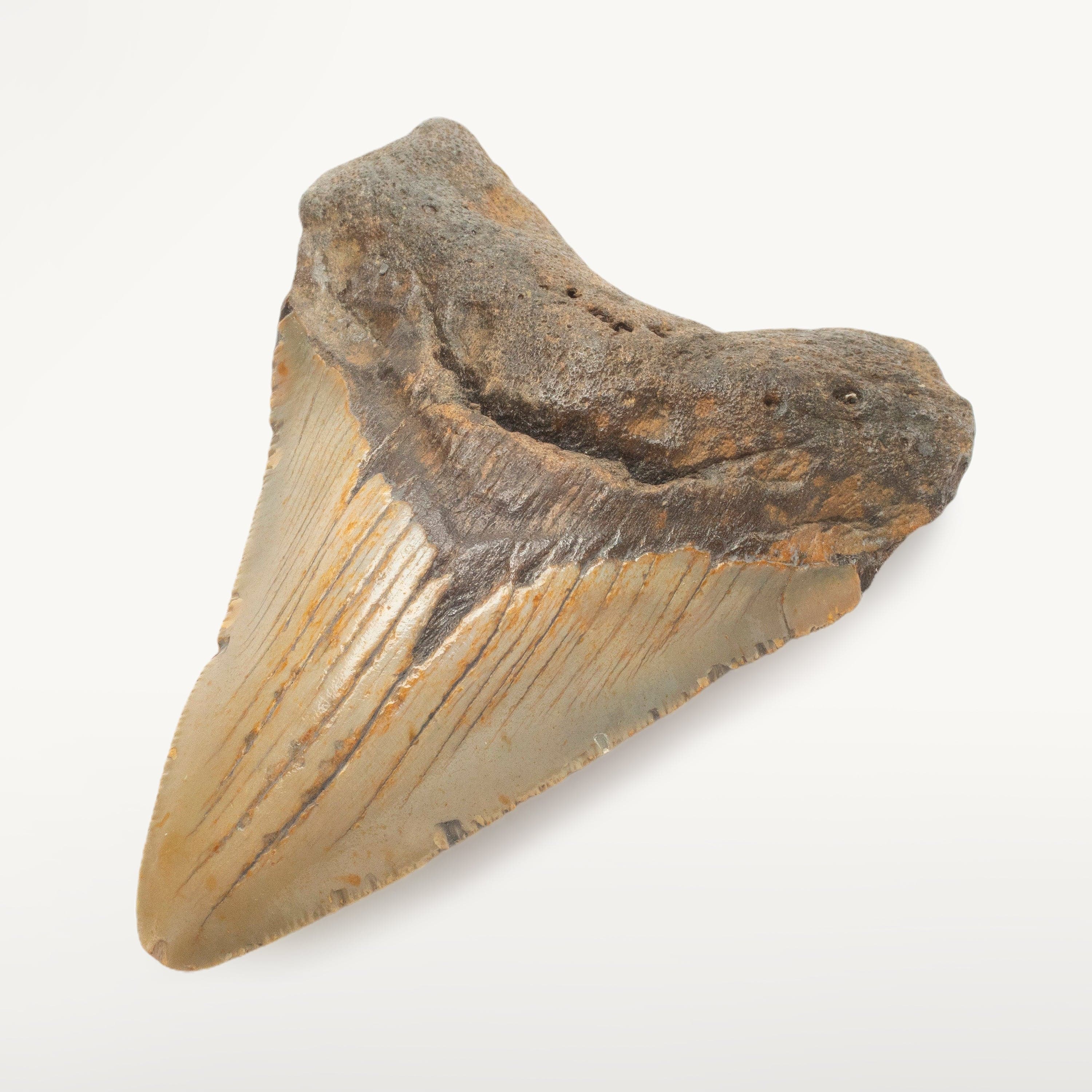 Kalifano Megalodon Teeth Megalodon Tooth from South Carolina - 4.2" ST1600.024