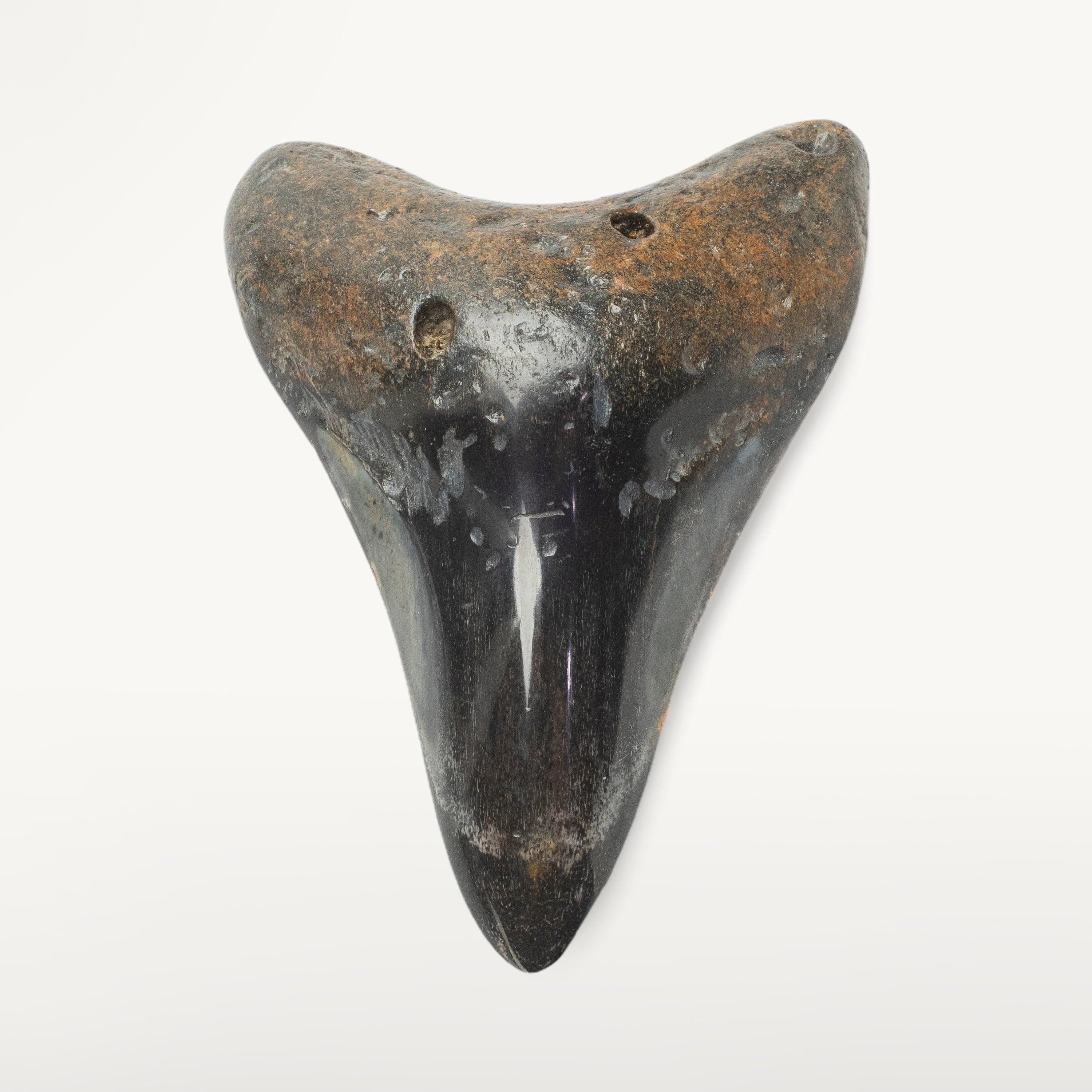 Kalifano Megalodon Teeth Megalodon Tooth from South Carolina - 4.2" ST2000.111