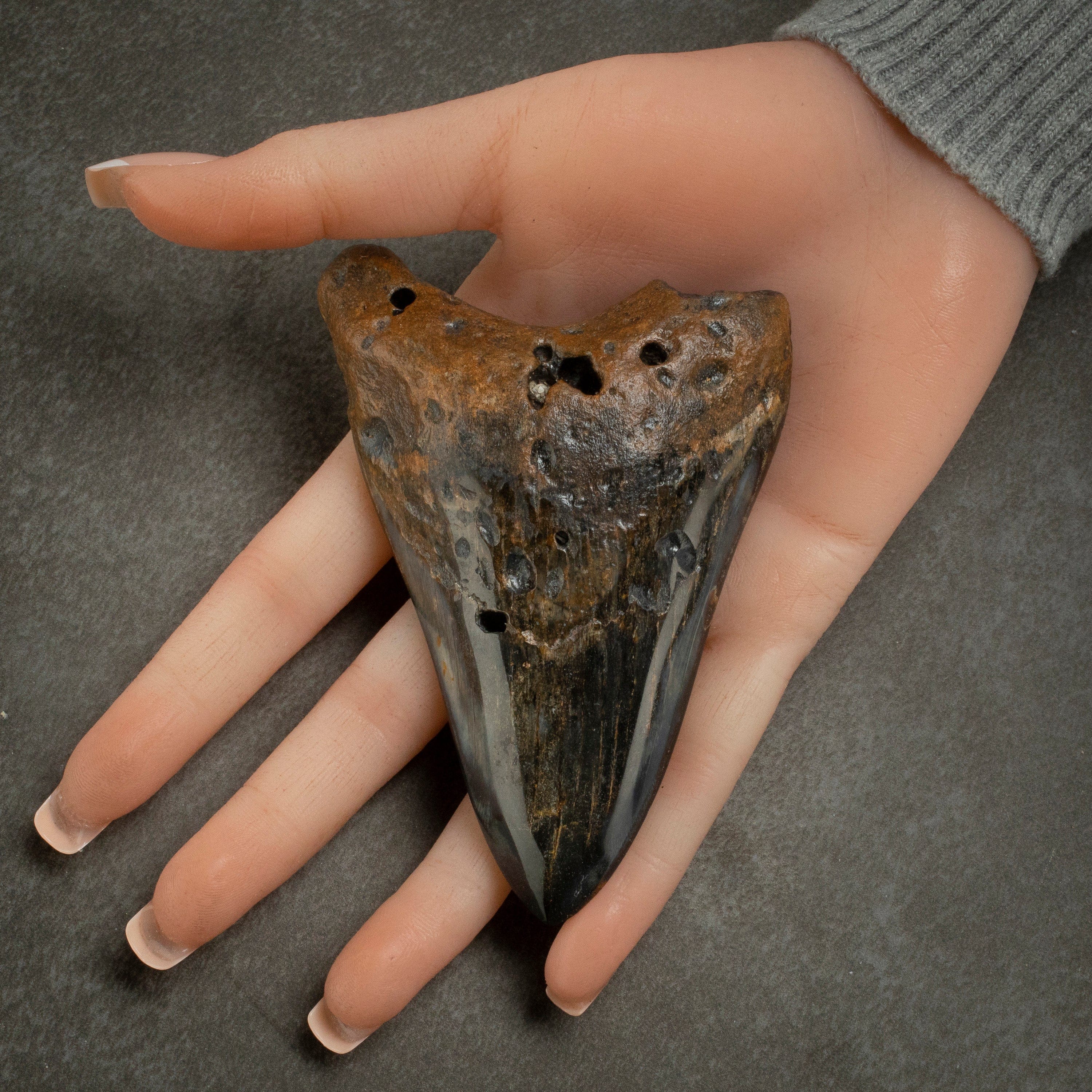 Kalifano Megalodon Teeth Megalodon Tooth from South Carolina - 4.2" ST2000.113