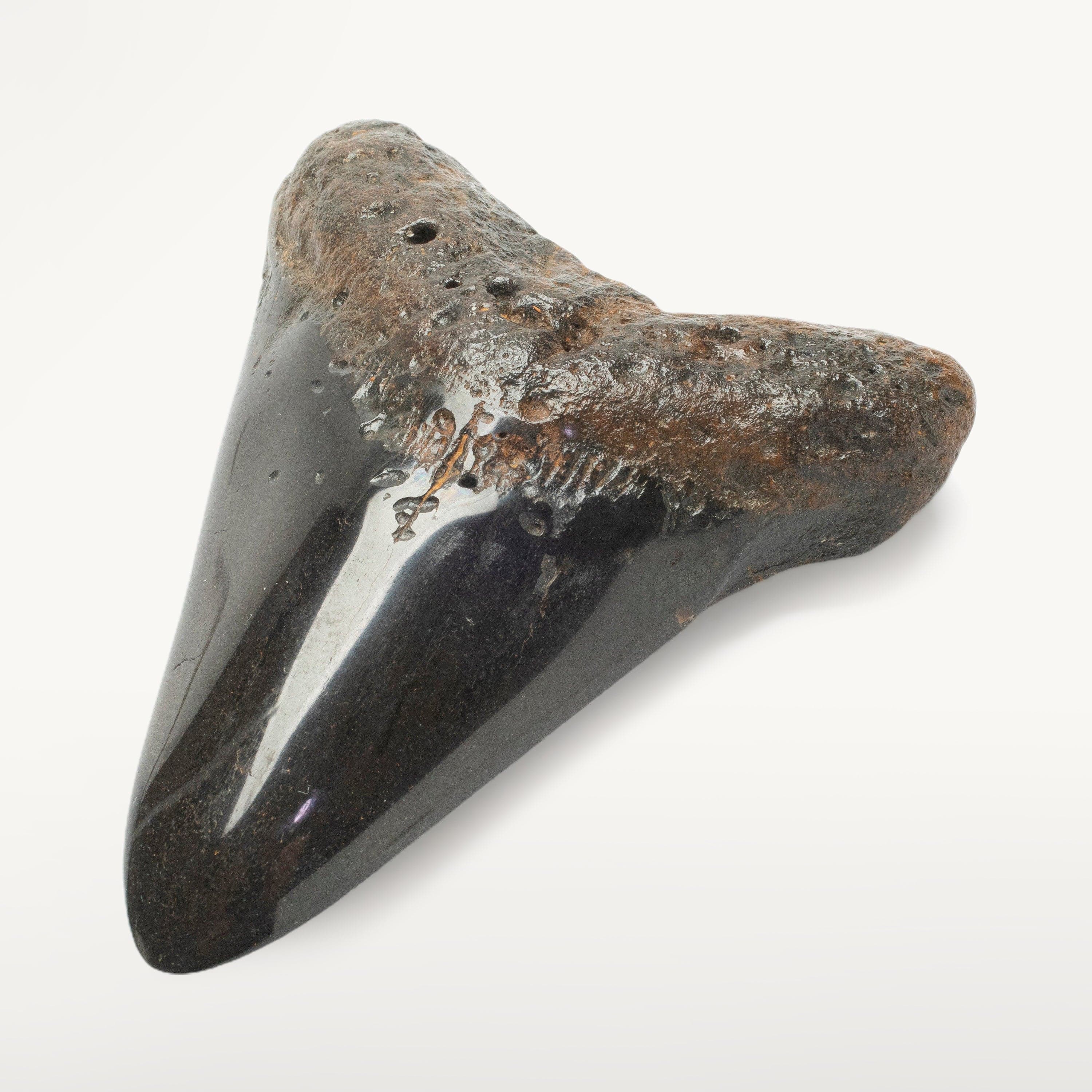Kalifano Megalodon Teeth Megalodon Tooth from South Carolina - 4.2" ST2000.116