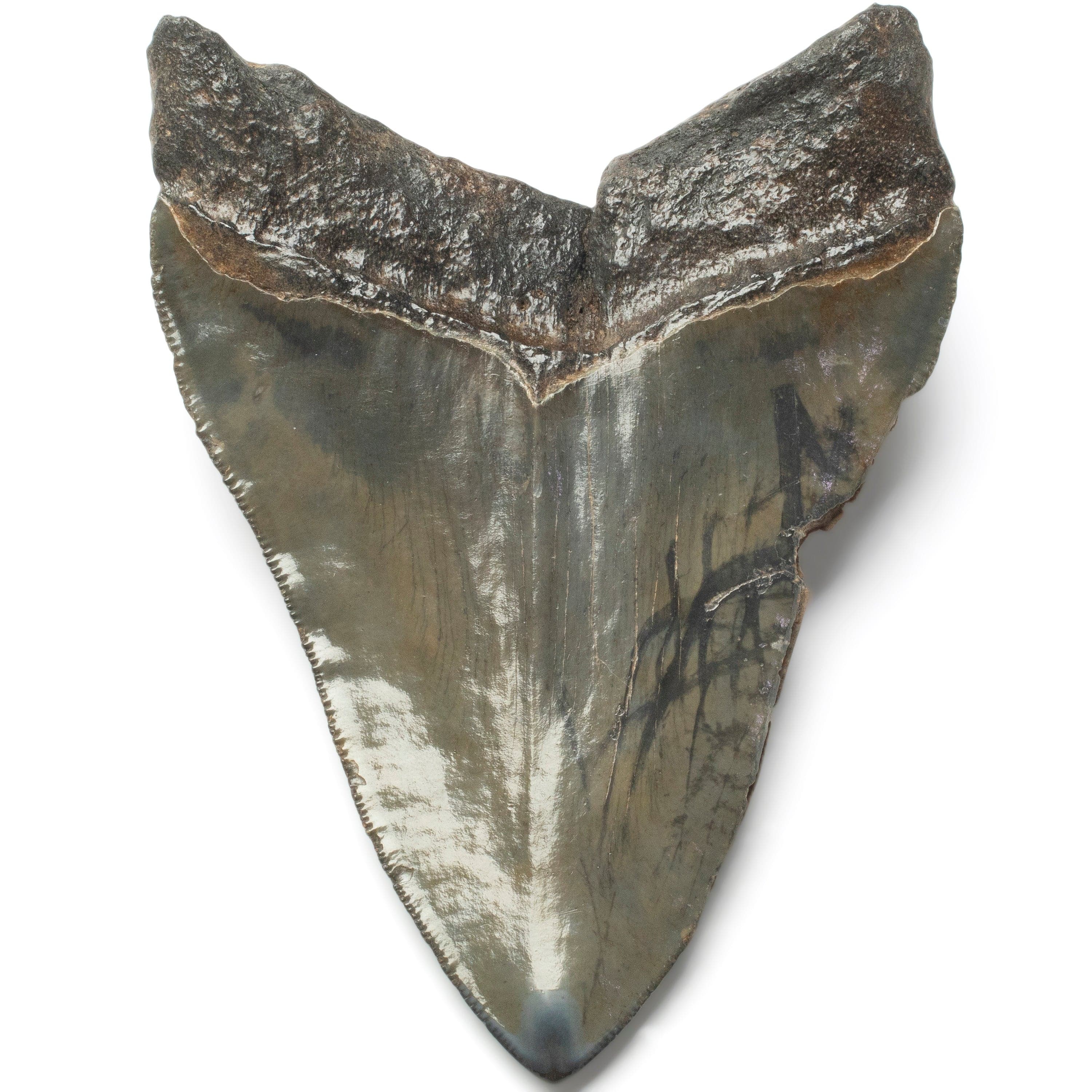 Kalifano Megalodon Teeth Megalodon Tooth from South Carolina - 4.2" ST2000.122