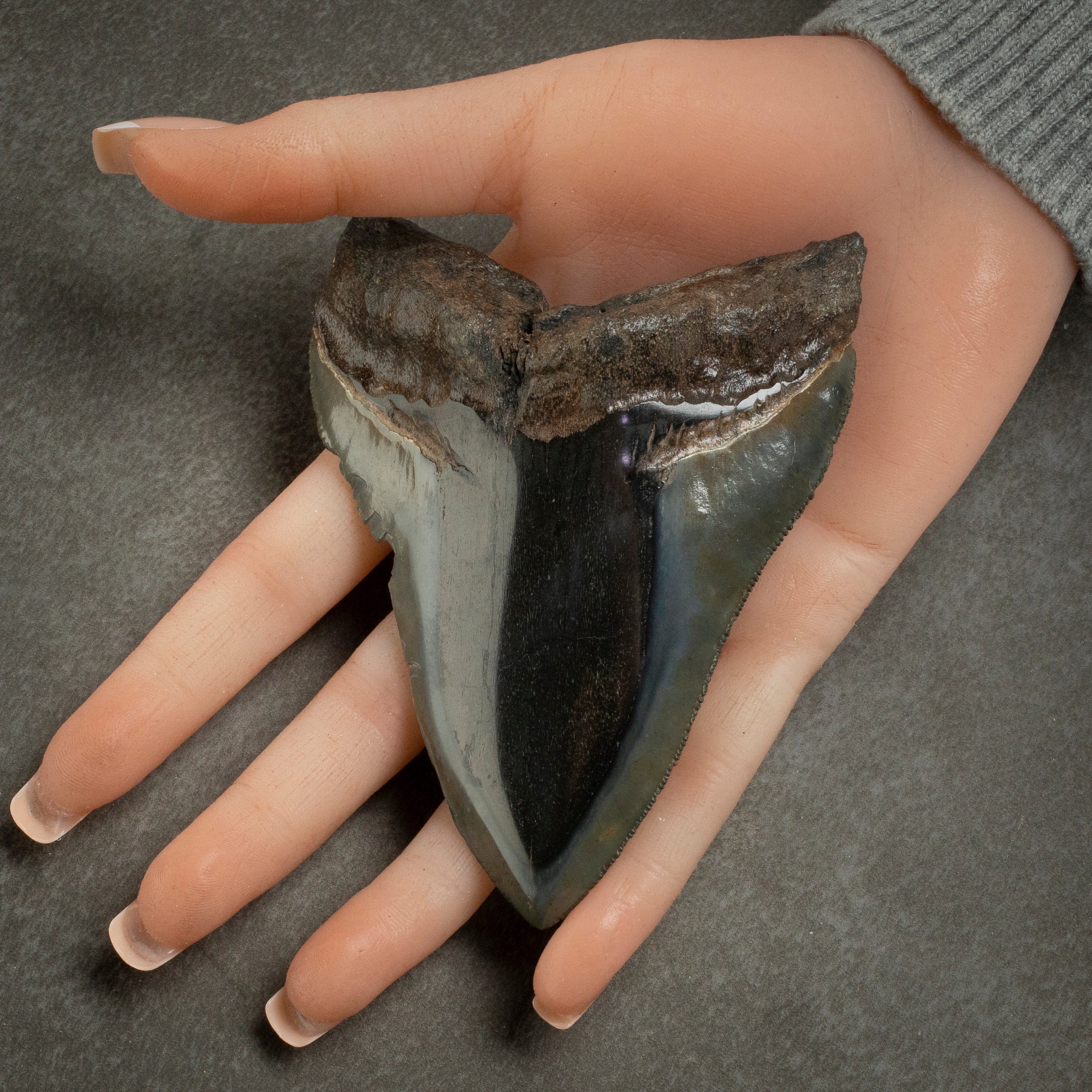 Kalifano Megalodon Teeth Megalodon Tooth from South Carolina - 4.2" ST2000.122