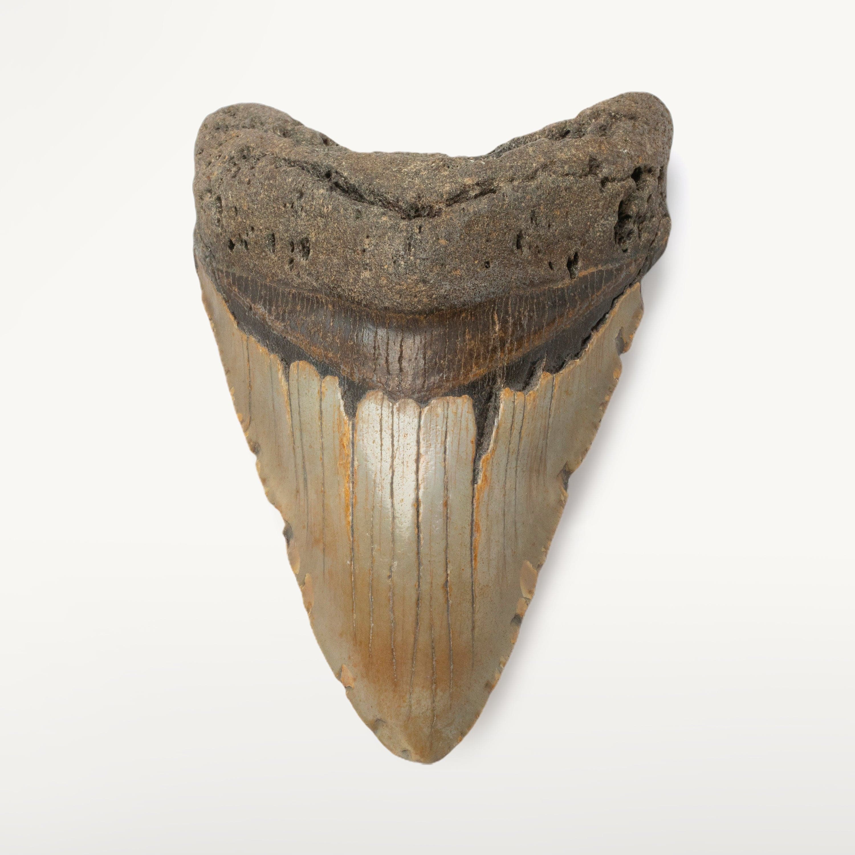 Kalifano Megalodon Teeth Megalodon Tooth from South Carolina - 4.3" ST1600.016