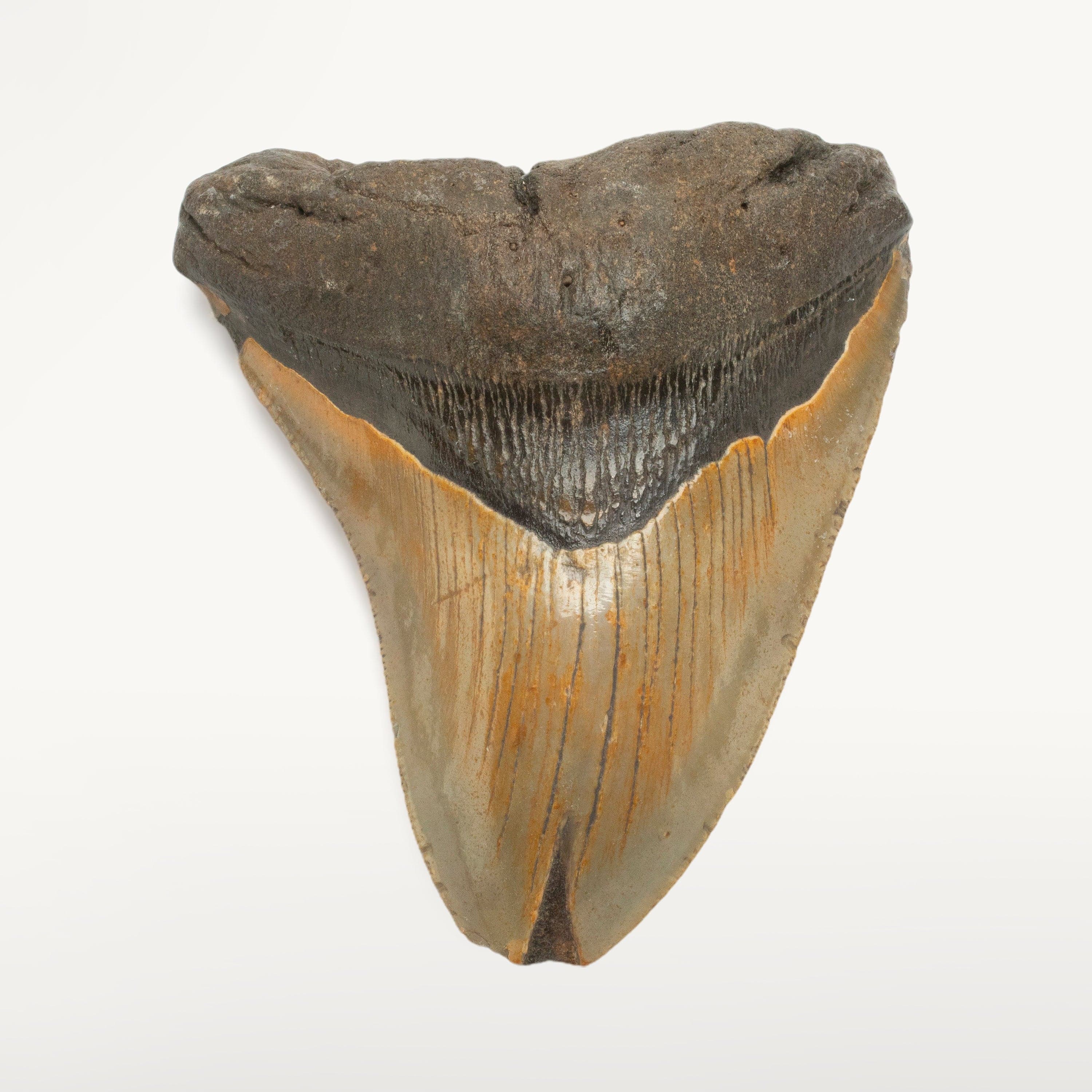 Kalifano Megalodon Teeth Megalodon Tooth from South Carolina - 4.3" ST1600.057