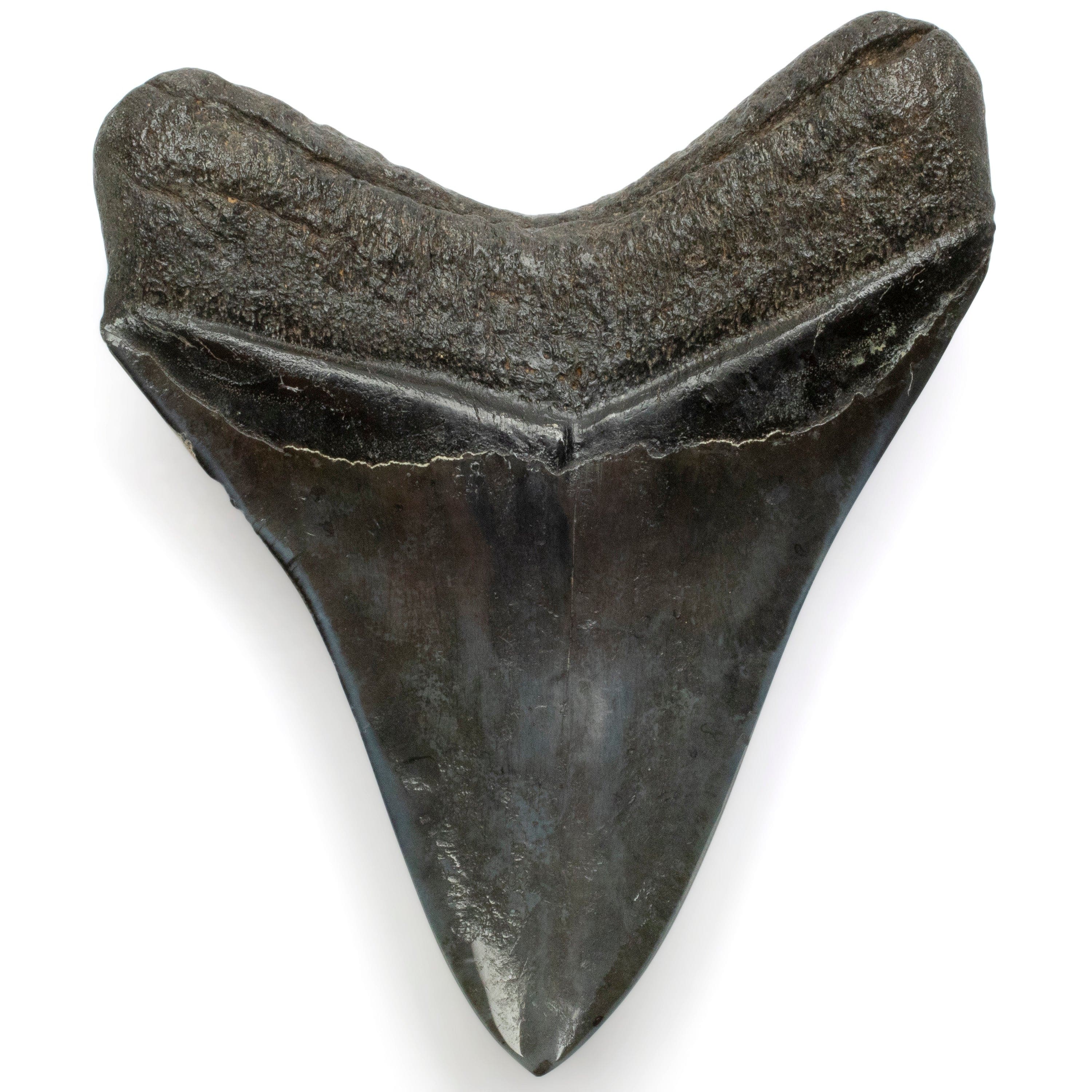 Kalifano Megalodon Teeth Megalodon Tooth from South Carolina - 4.3" ST2000.104