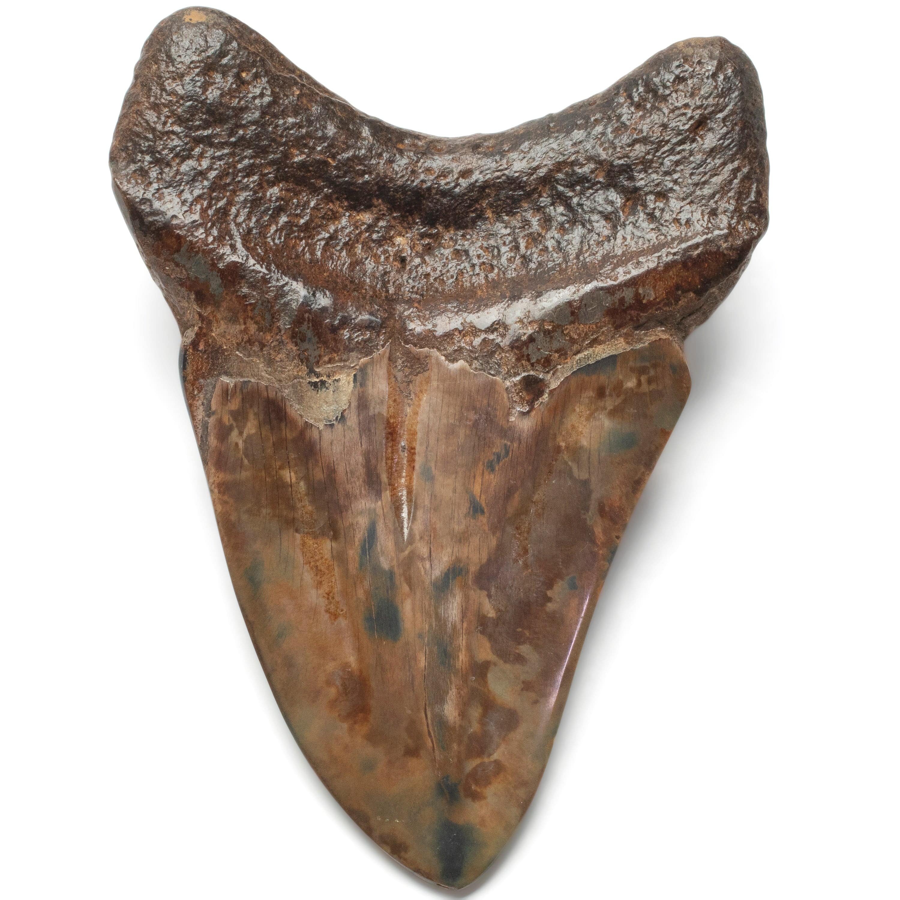 Kalifano Megalodon Teeth Megalodon Tooth from South Carolina - 4.3" ST2000.108