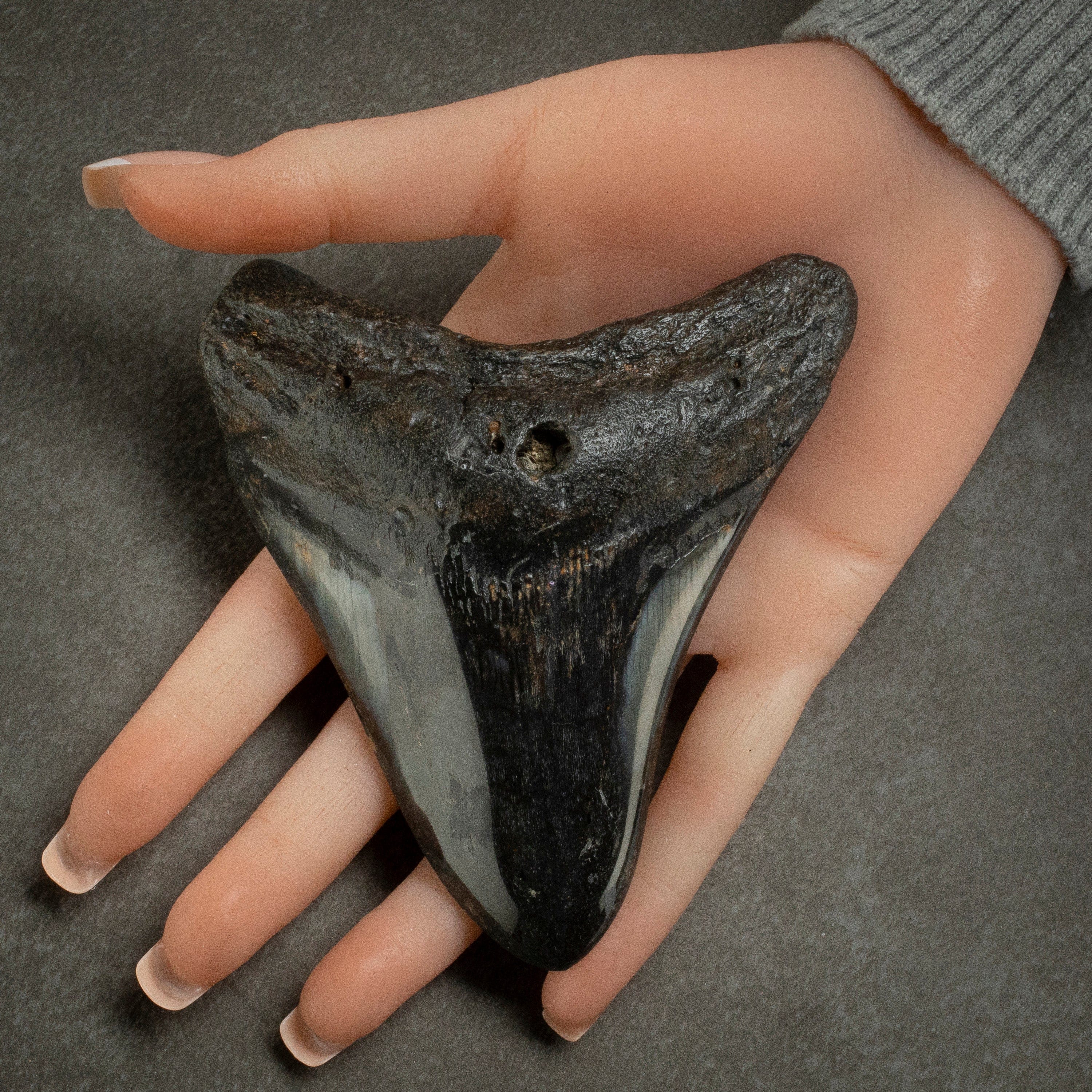 Kalifano Megalodon Teeth Megalodon Tooth from South Carolina - 4.3" ST2000.117