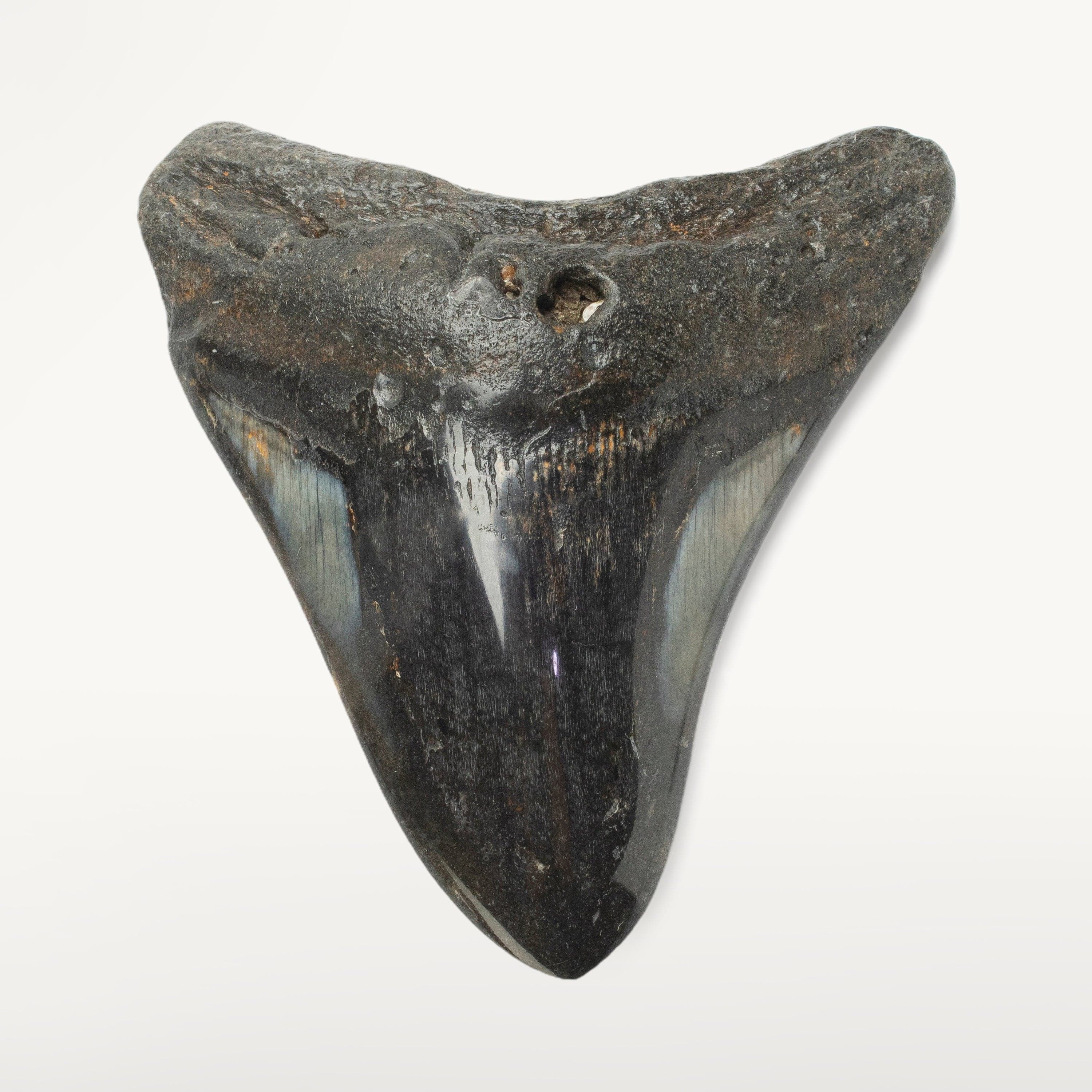 Kalifano Megalodon Teeth Megalodon Tooth from South Carolina - 4.3" ST2000.117