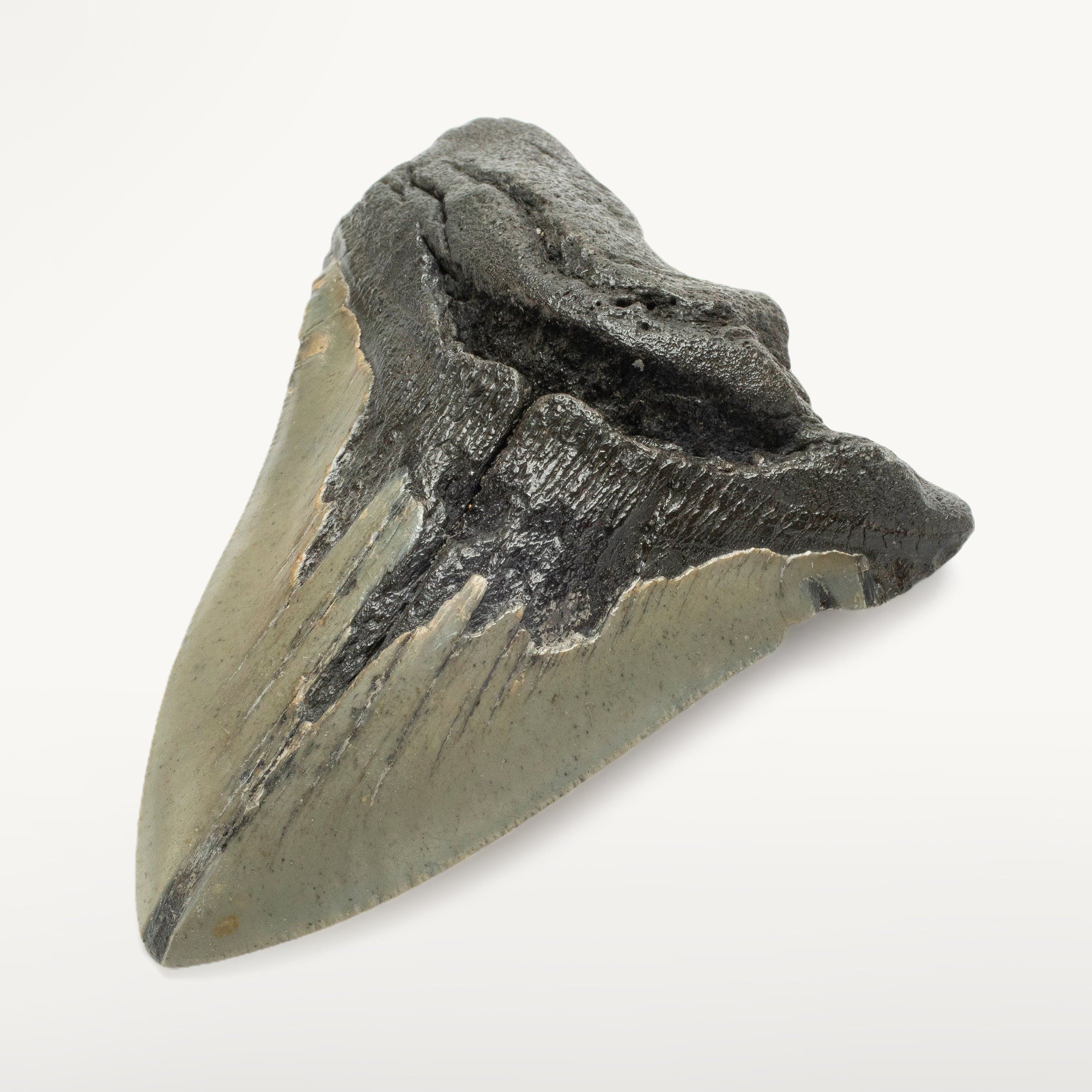 Kalifano Megalodon Teeth Megalodon Tooth from South Carolina - 4.4" ST1100.007
