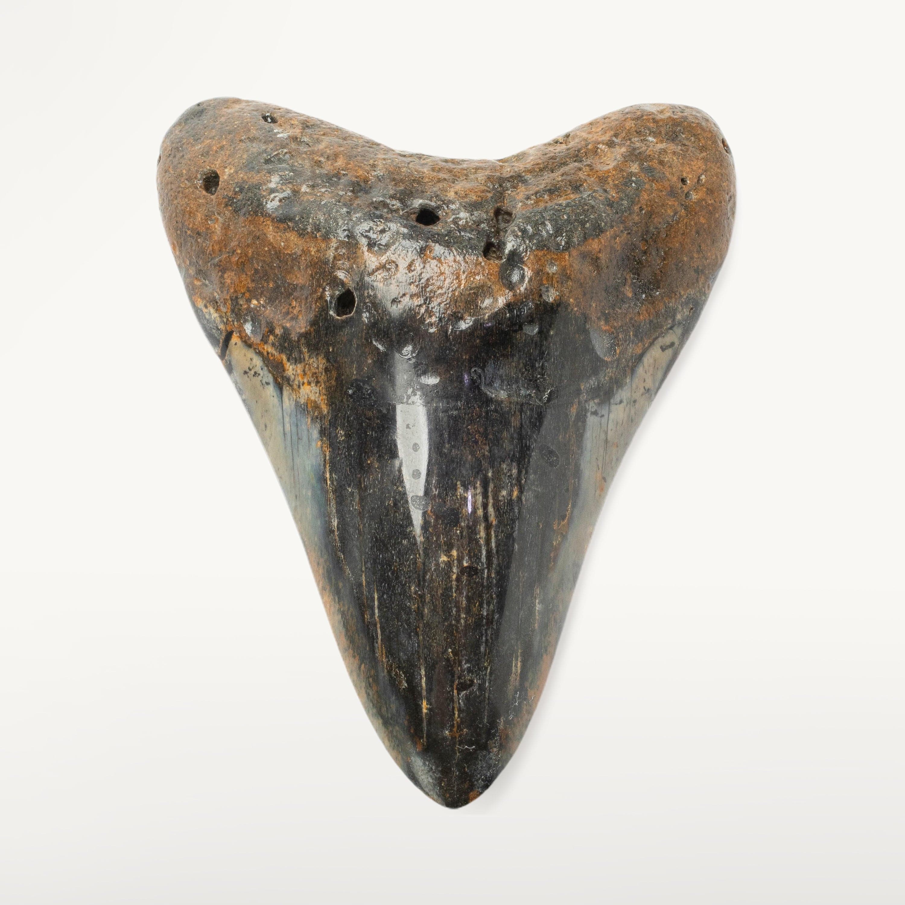 Kalifano Megalodon Teeth Megalodon Tooth from South Carolina - 4.4" ST2000.109