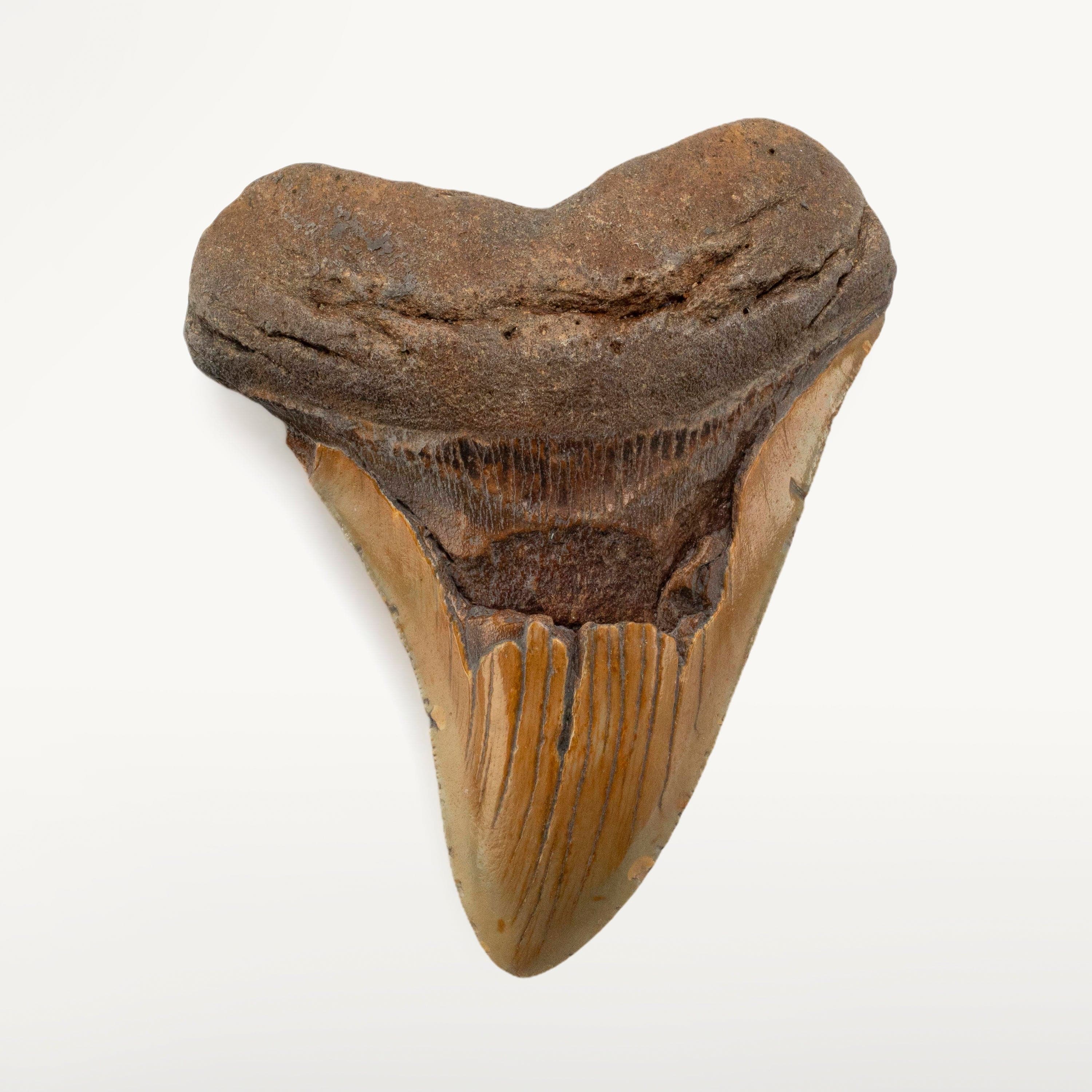 Kalifano Megalodon Teeth Megalodon Tooth from South Carolina - 4.6" ST2000.072