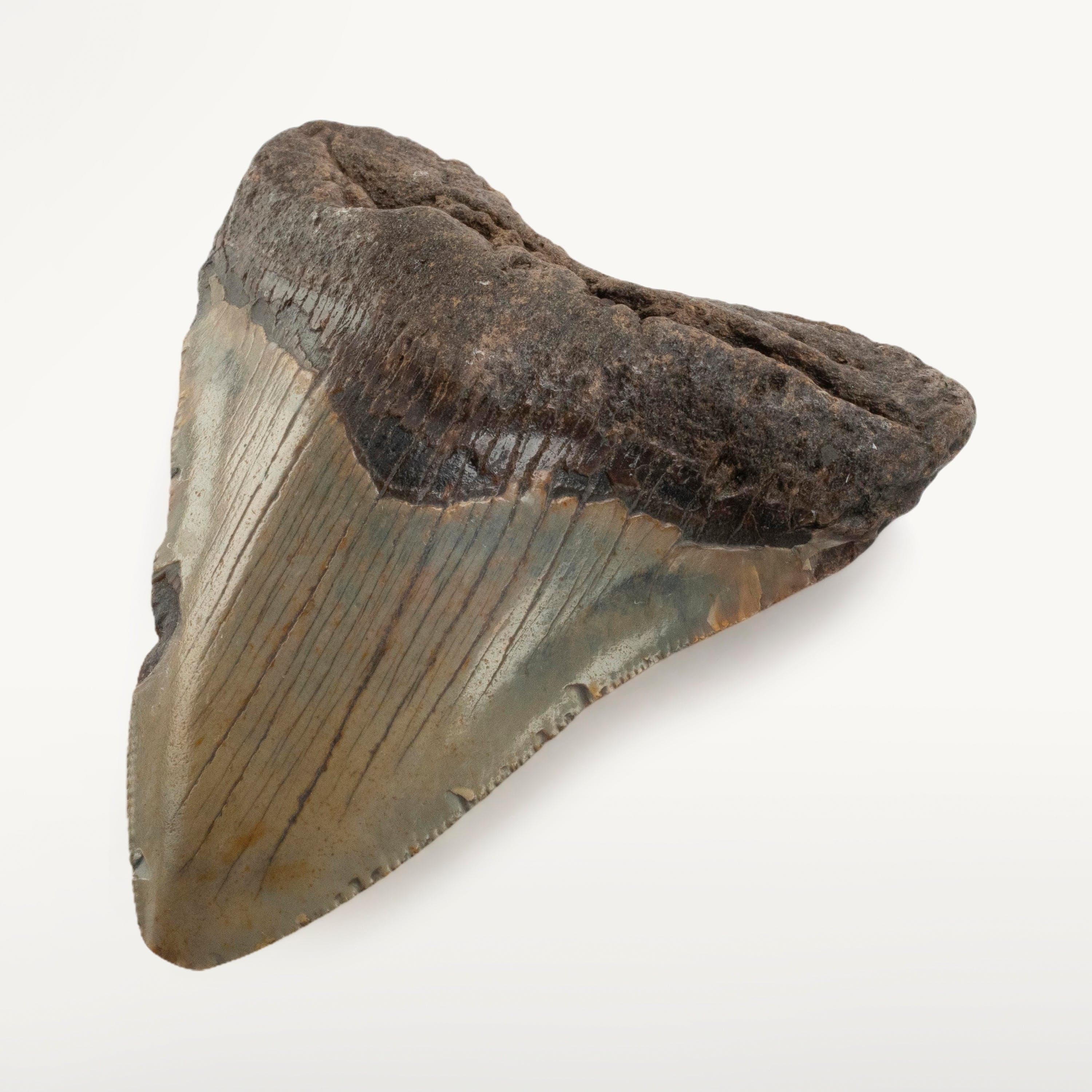 Kalifano Megalodon Teeth Megalodon Tooth from South Carolina - 4.6" ST2000.084