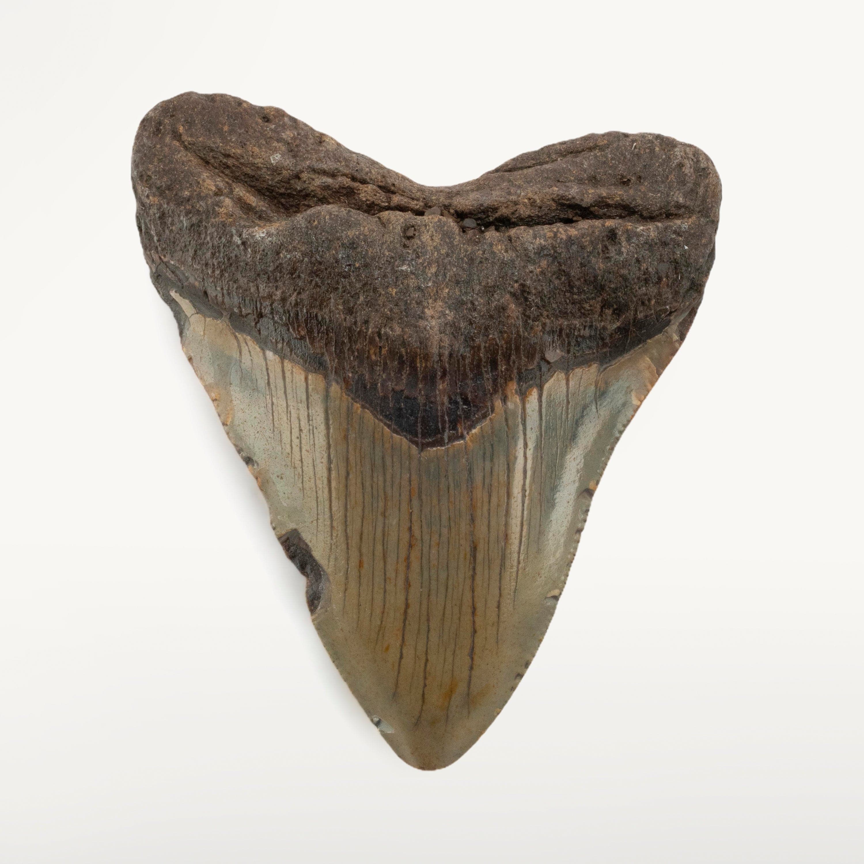 Kalifano Megalodon Teeth Megalodon Tooth from South Carolina - 4.6" ST2000.084