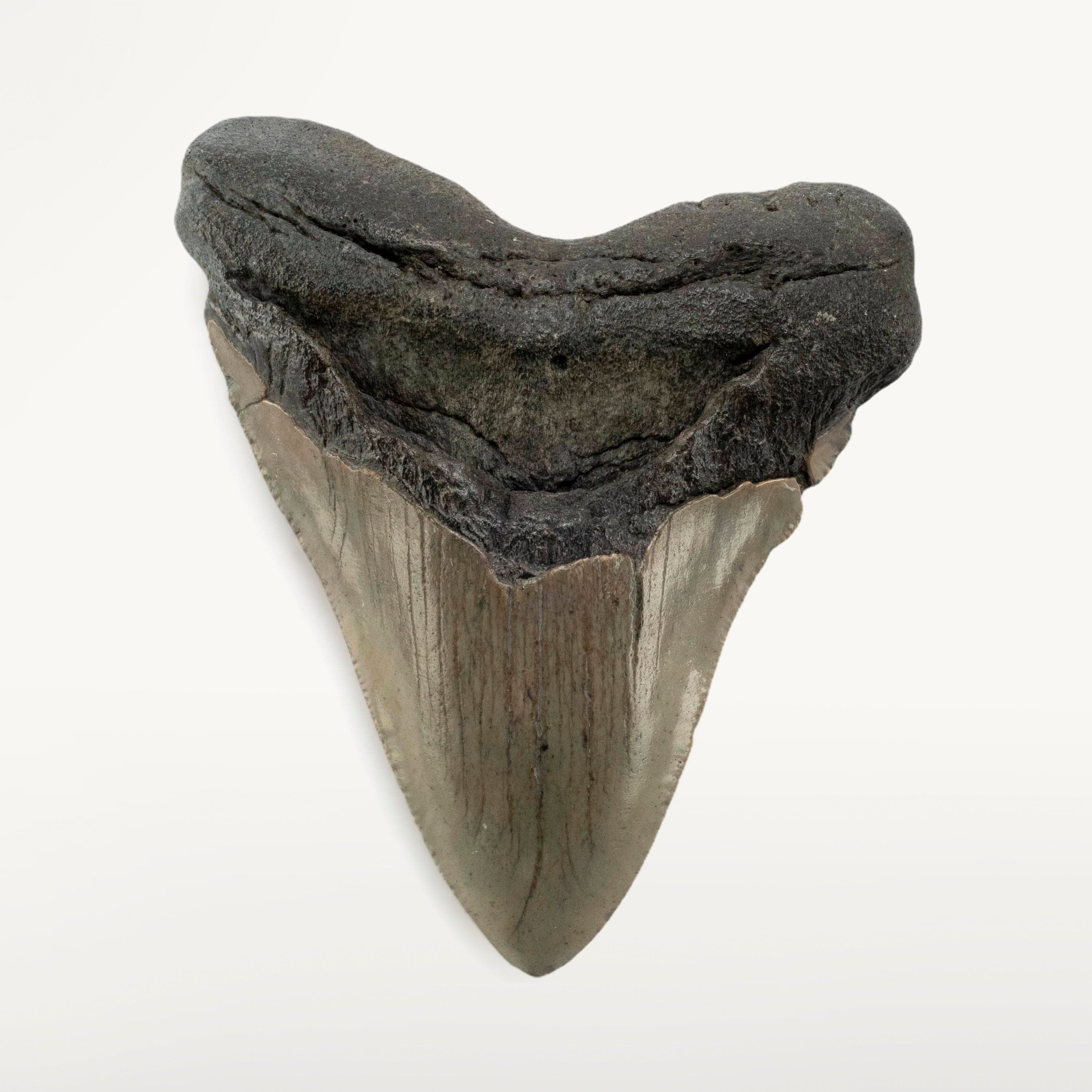 Kalifano Megalodon Teeth Megalodon Tooth from South Carolina - 4.6" ST2000.086