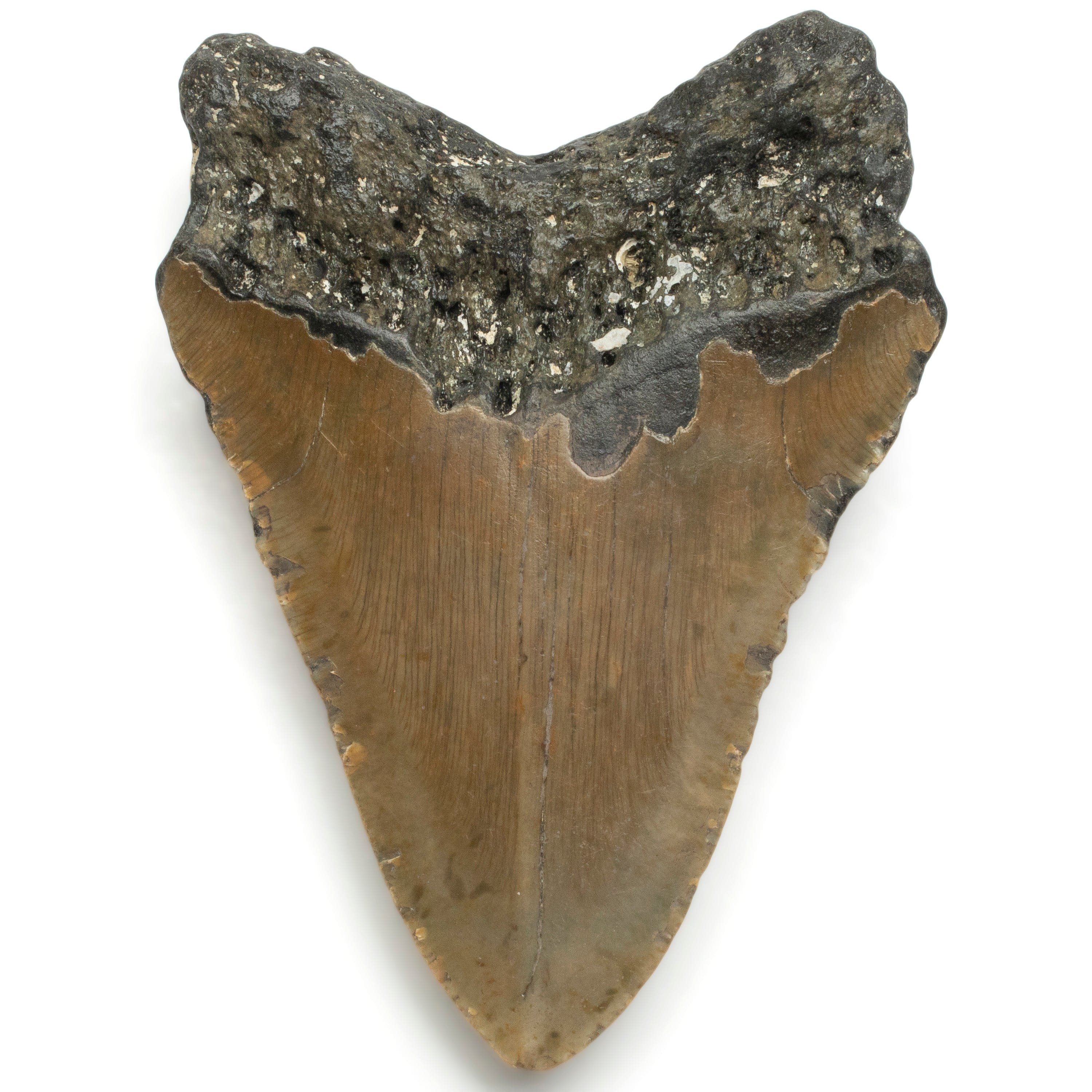 Kalifano Megalodon Teeth Megalodon Tooth from South Carolina - 4.7" ST1300.009