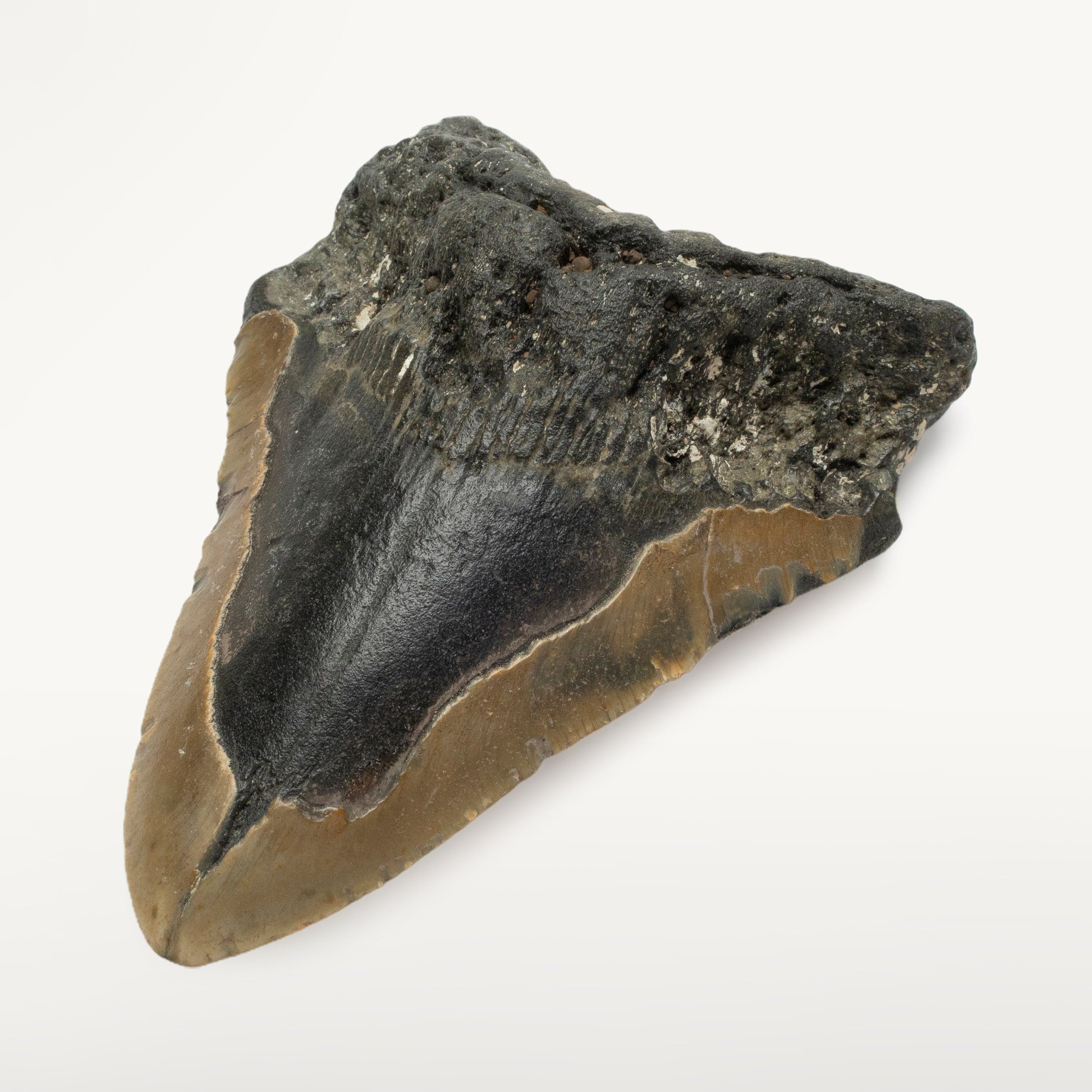 Kalifano Megalodon Teeth Megalodon Tooth from South Carolina - 4.7" ST1300.009