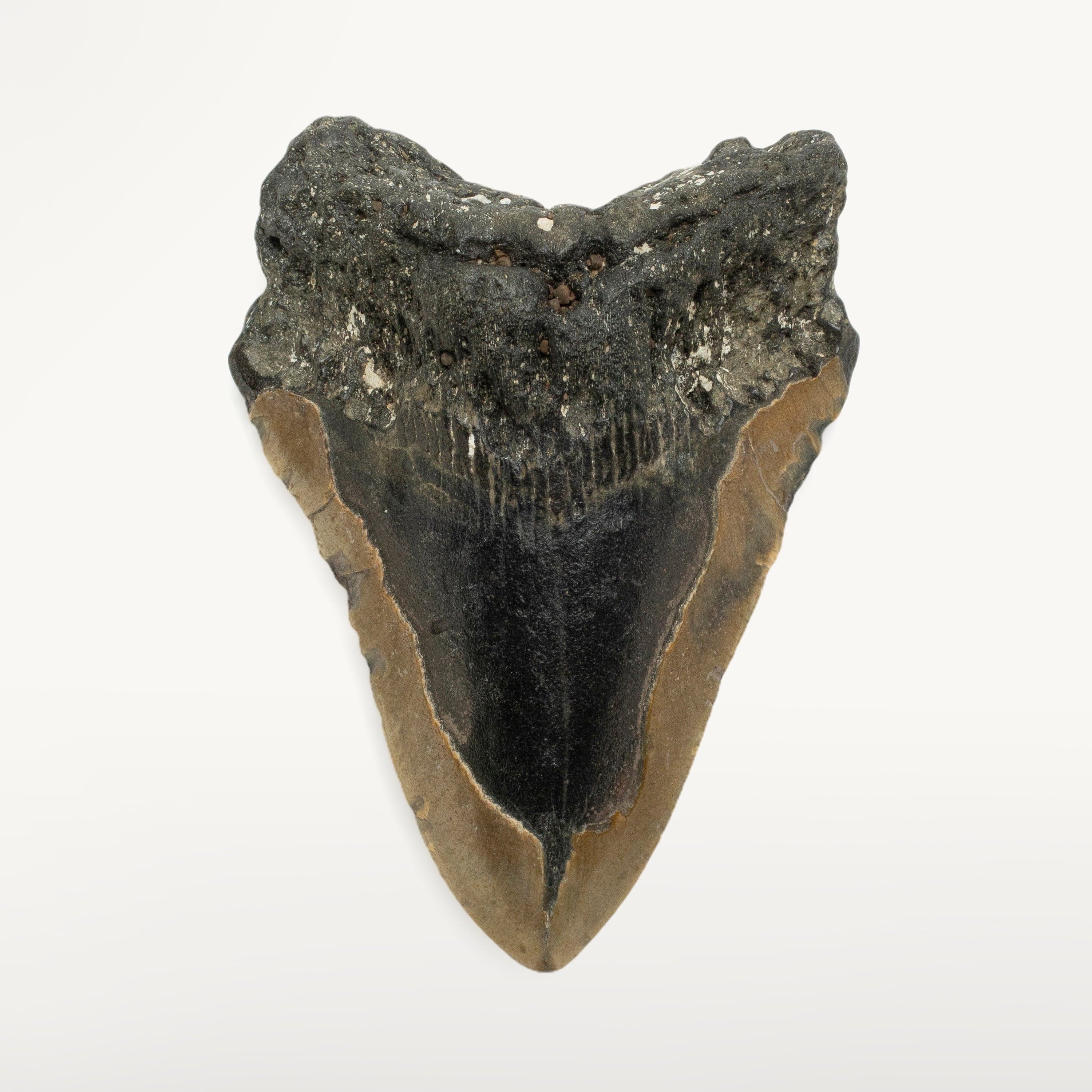 Kalifano Megalodon Teeth Megalodon Tooth from South Carolina - 4.7" ST1300.009