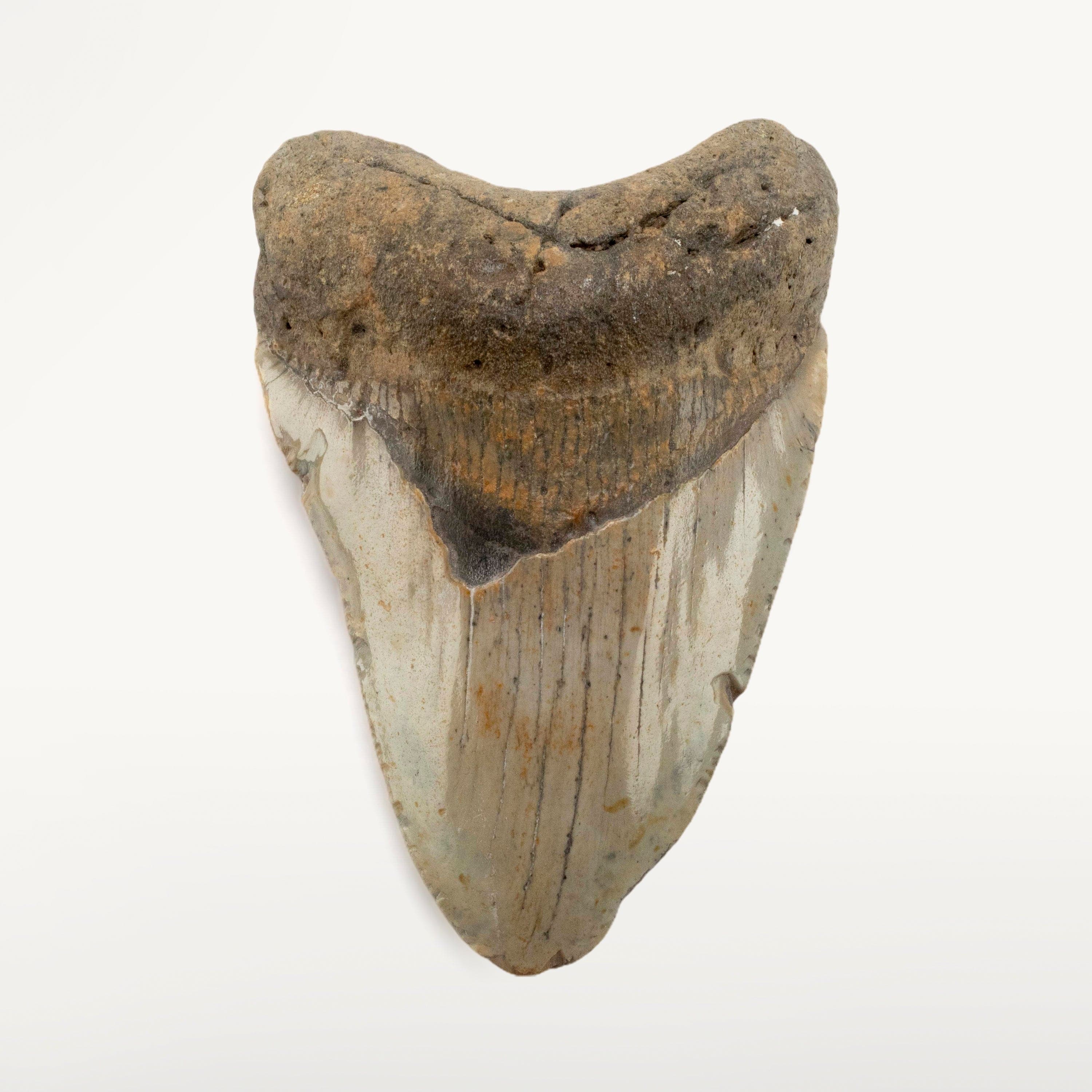Kalifano Megalodon Teeth Megalodon Tooth from South Carolina - 4.7" ST2000.059