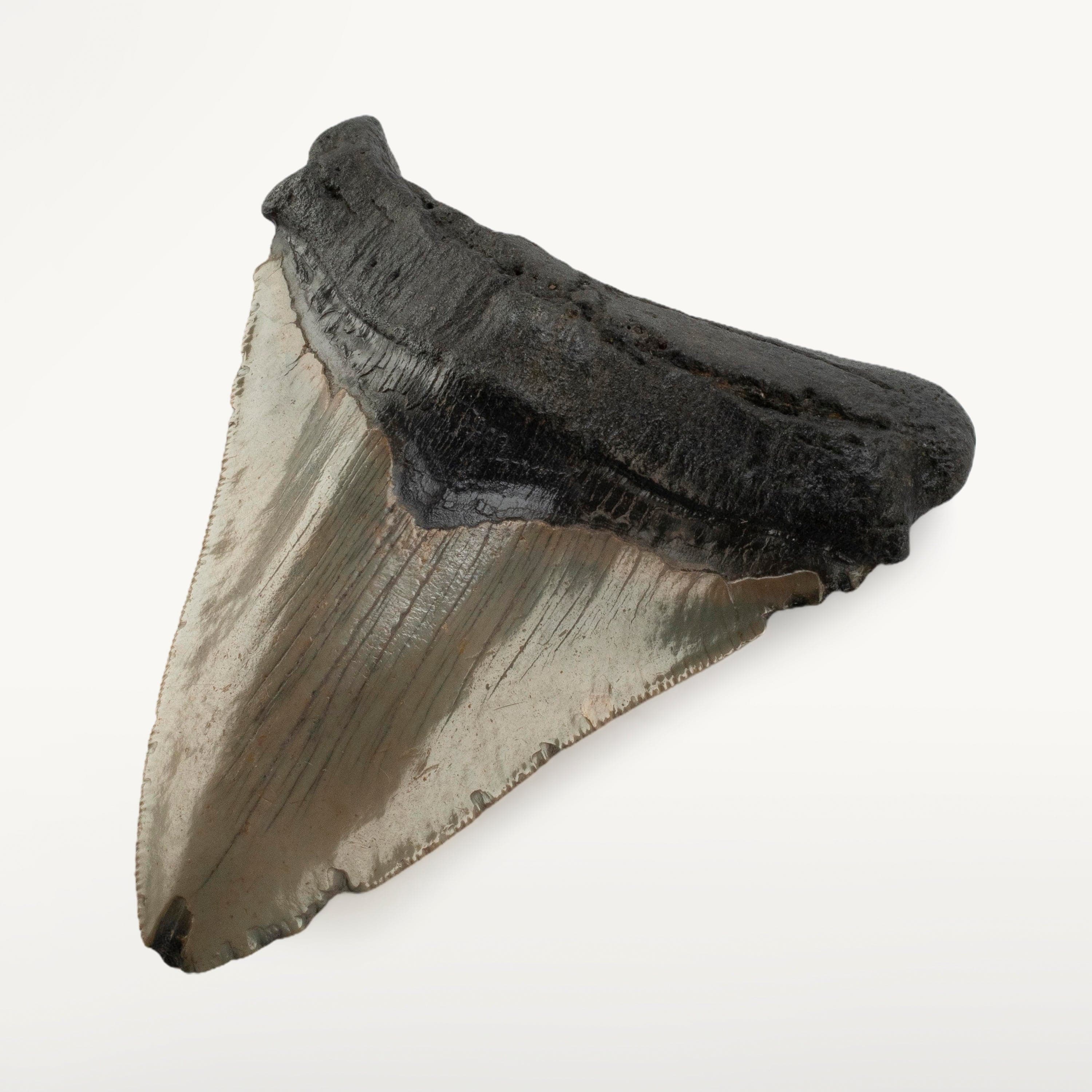 Kalifano Megalodon Teeth Megalodon Tooth from South Carolina - 4.7" ST3200.019