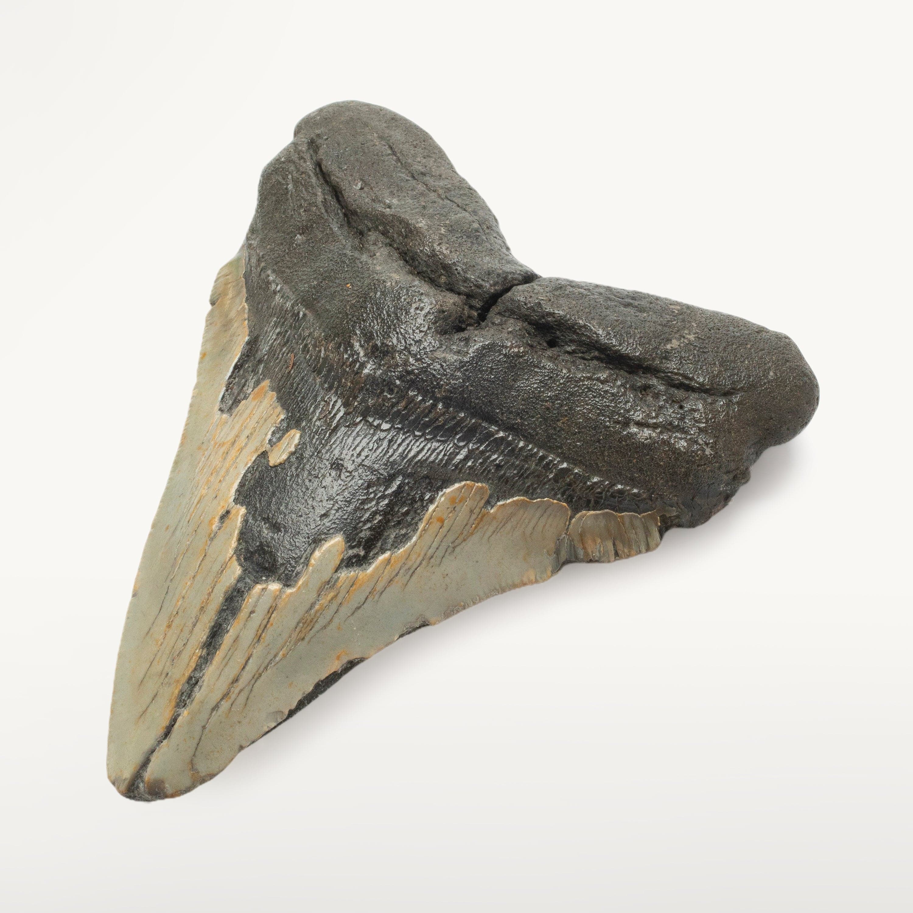 Kalifano Megalodon Teeth Megalodon Tooth from South Carolina - 4.9" ST1500.003