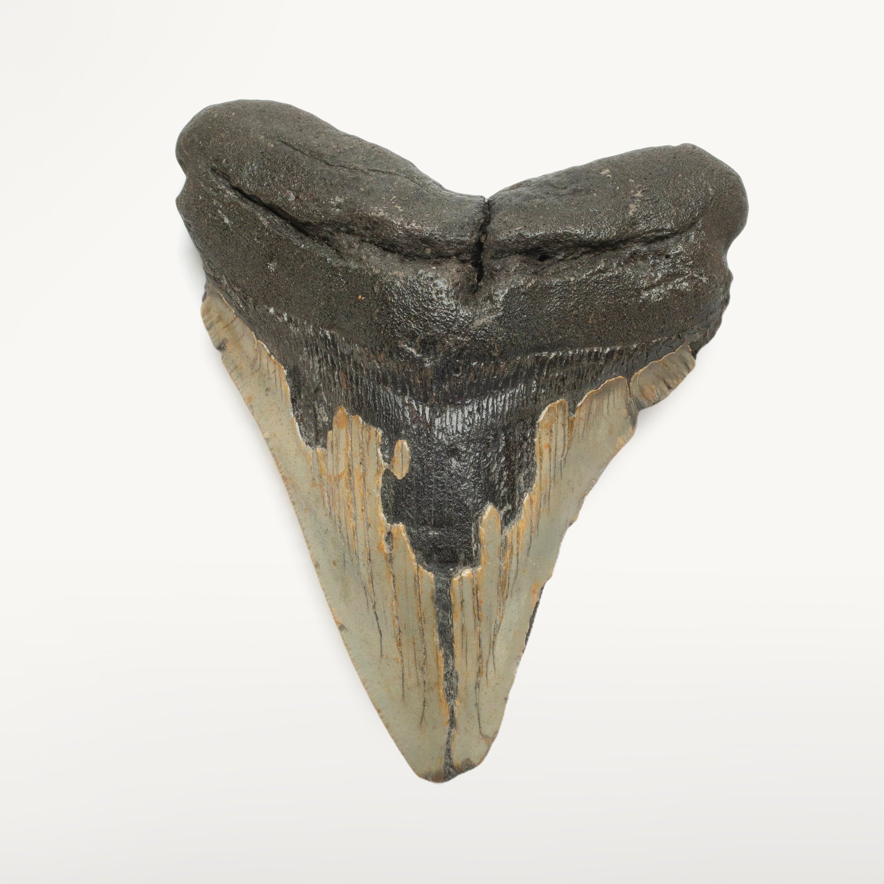 Kalifano Megalodon Teeth Megalodon Tooth from South Carolina - 4.9" ST1500.003