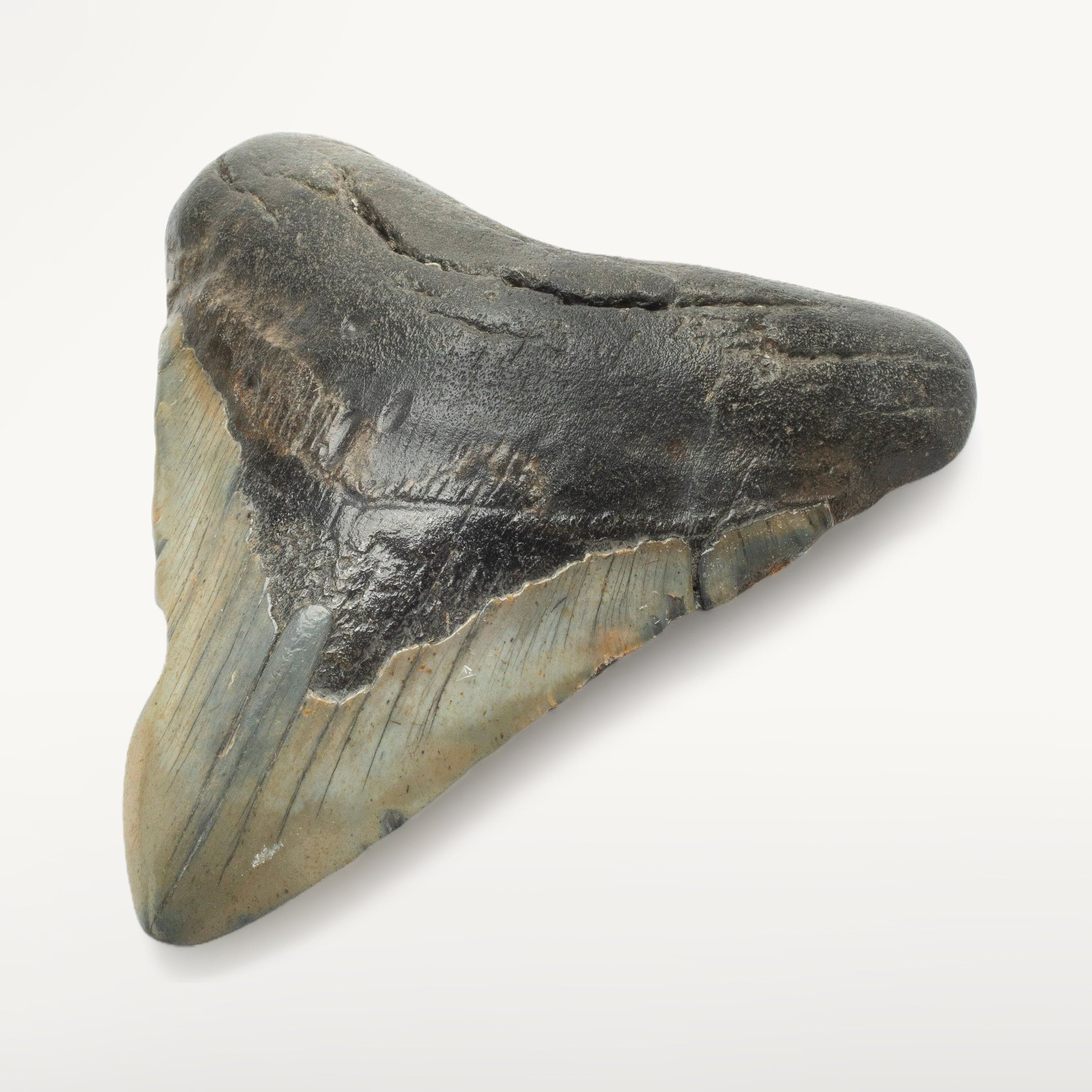 Kalifano Megalodon Teeth Megalodon Tooth from South Carolina - 4.9" ST2100.001