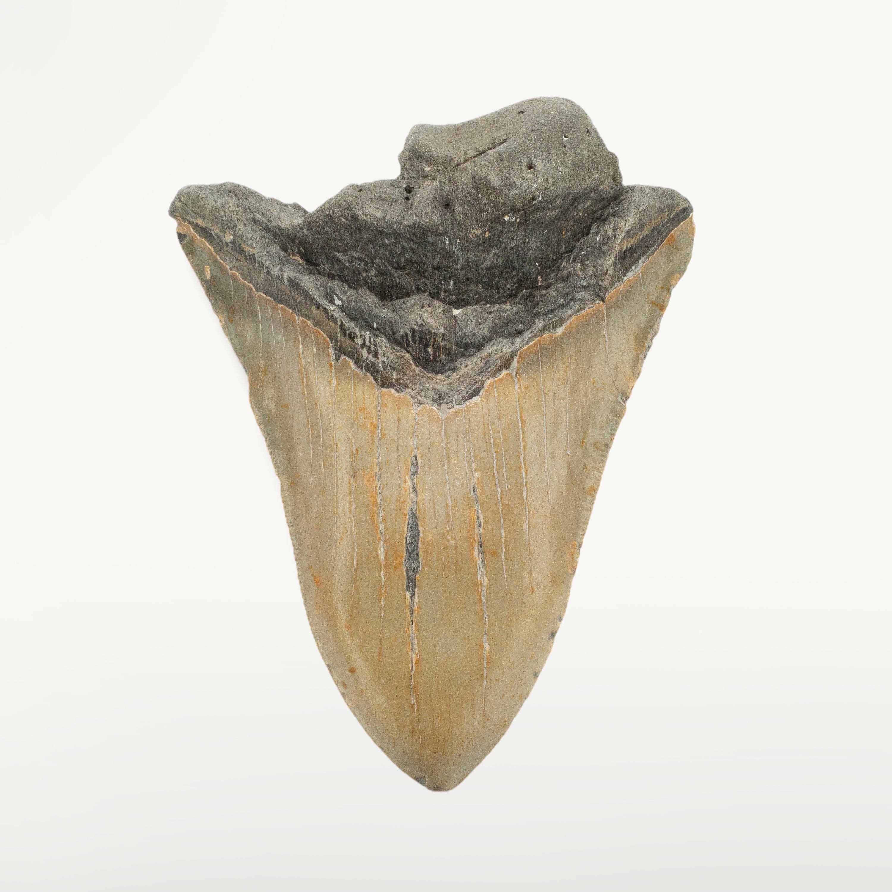 Kalifano Megalodon Teeth Megalodon Tooth from South Carolina - 4.9" ST2100.002