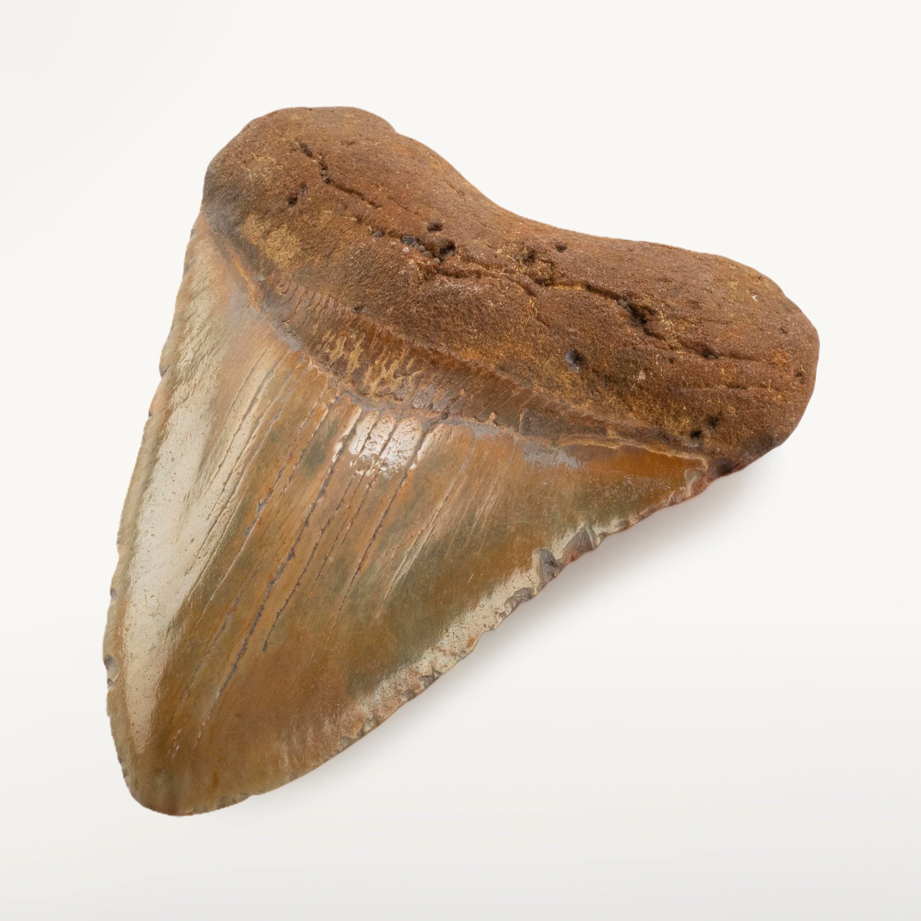 Kalifano Megalodon Teeth Megalodon Tooth from South Carolina - 4.9" ST3200.008