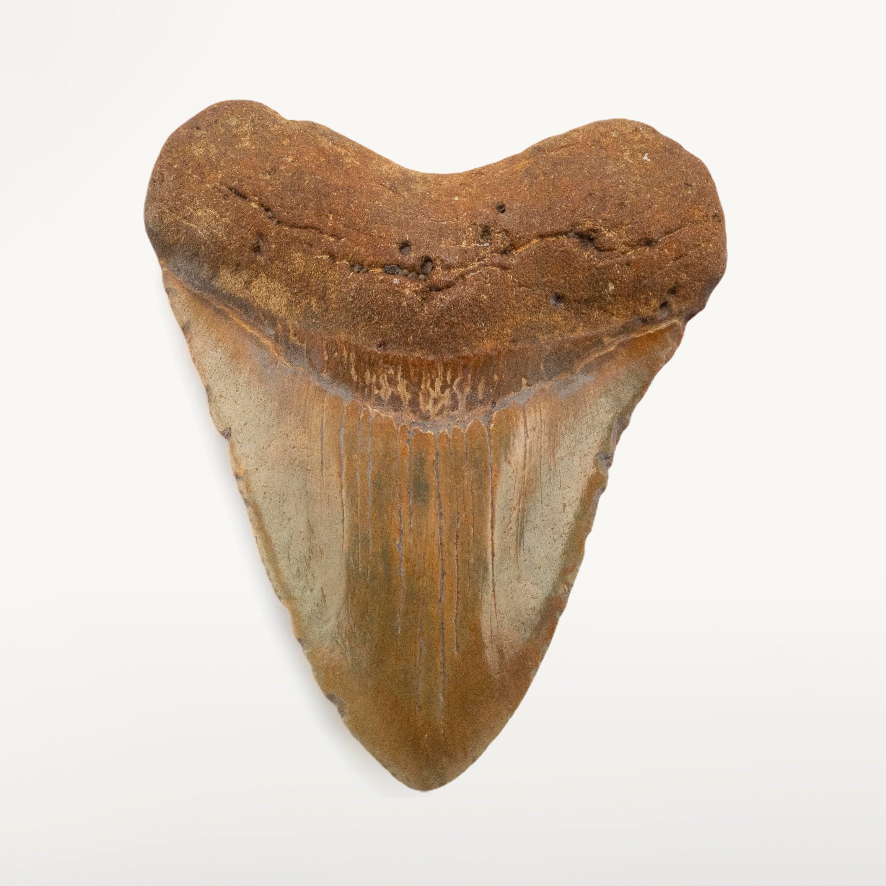 Kalifano Megalodon Teeth Megalodon Tooth from South Carolina - 4.9" ST3200.008