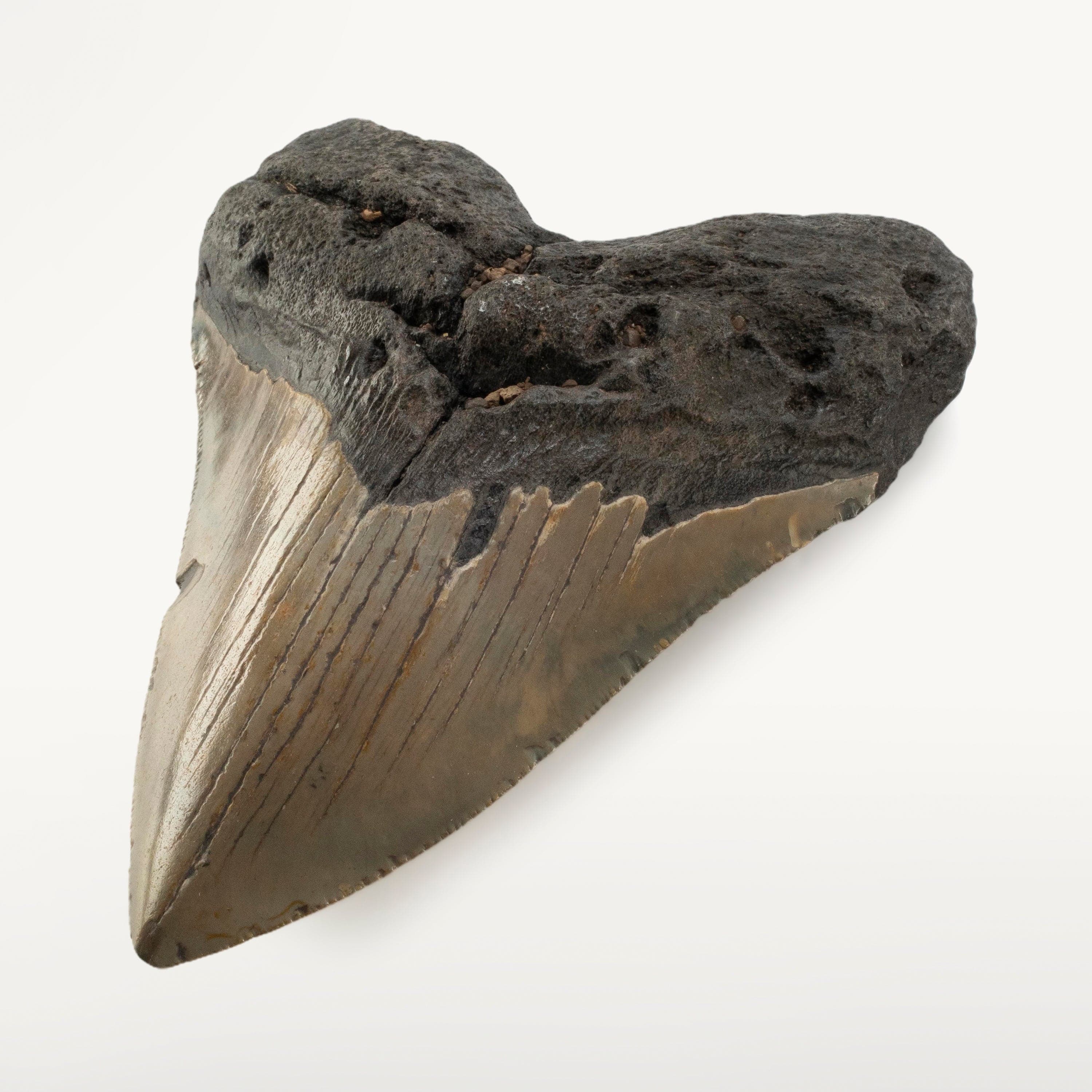 Kalifano Megalodon Teeth Megalodon Tooth from South Carolina - 4.9" ST3200.024