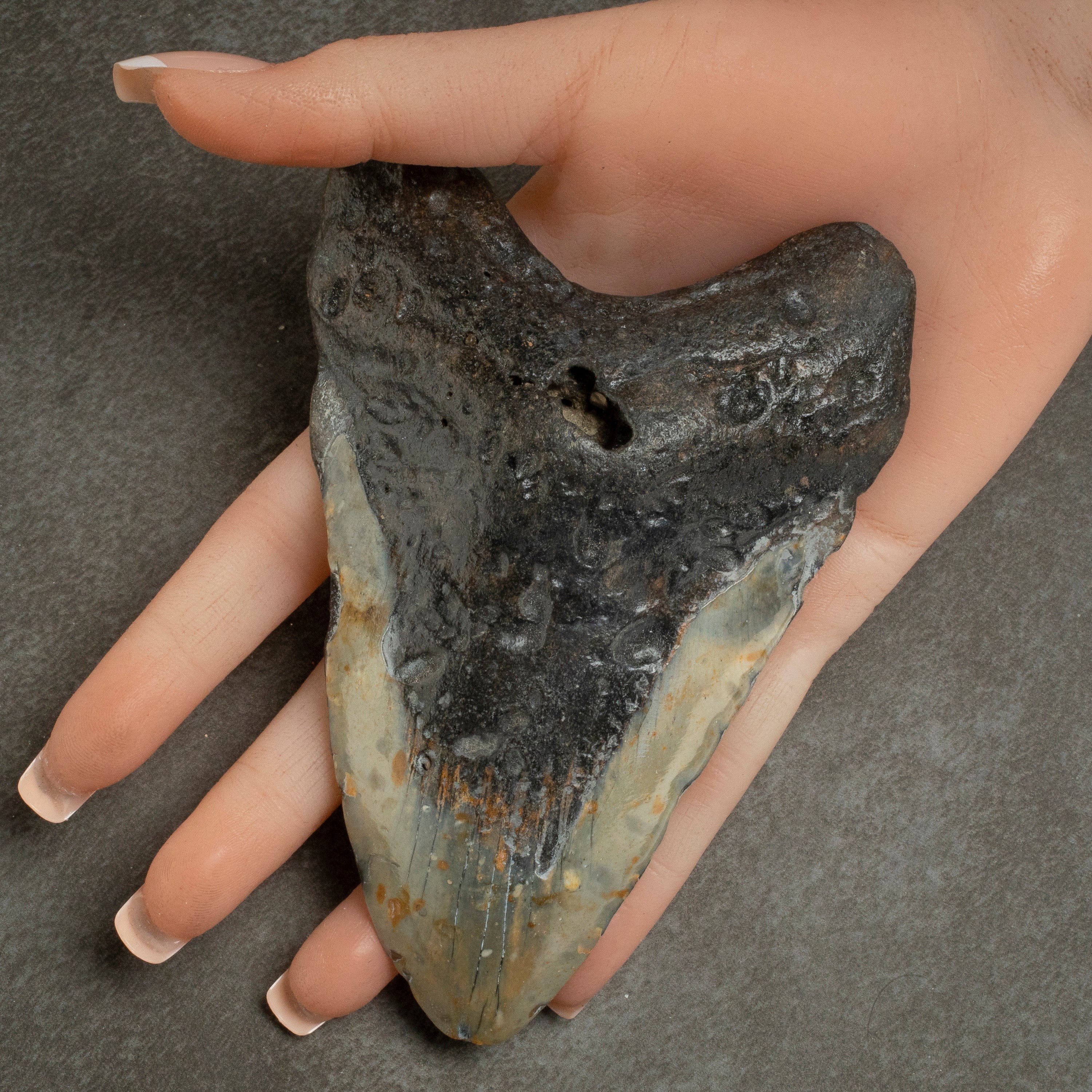 Kalifano Megalodon Teeth Megalodon Tooth from South Carolina - 5.1" ST1300.008