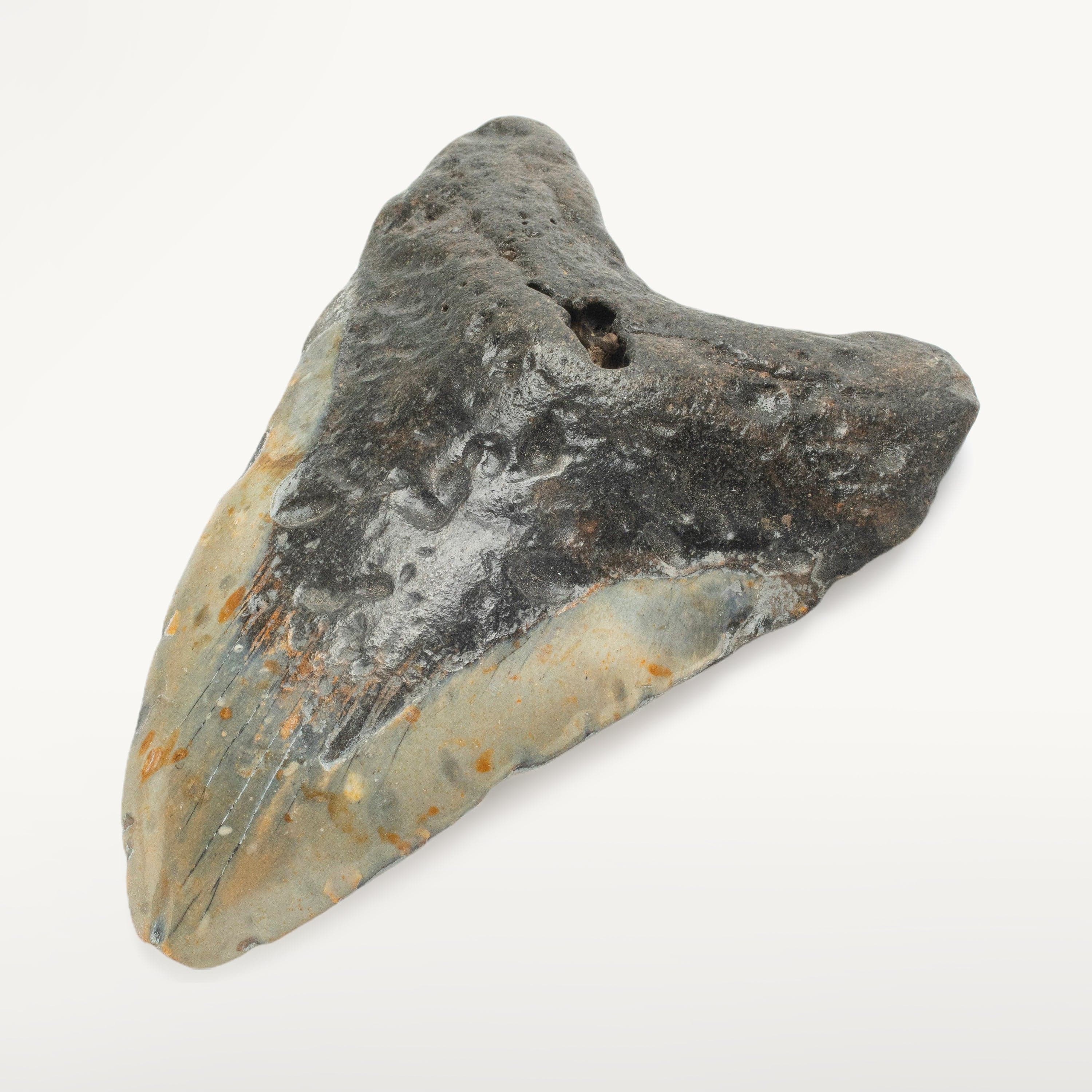 Kalifano Megalodon Teeth Megalodon Tooth from South Carolina - 5.1" ST1300.008