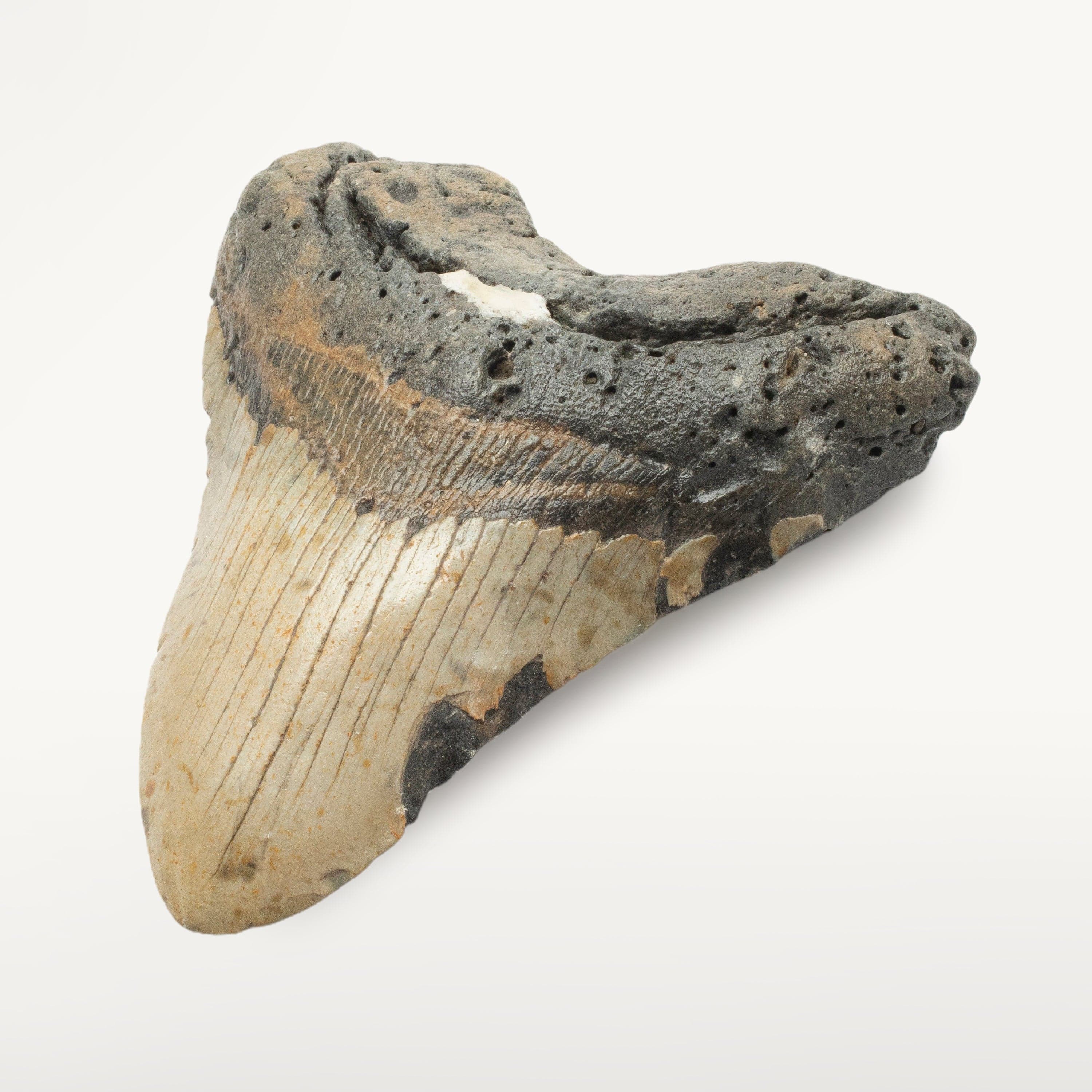 Kalifano Megalodon Teeth Megalodon Tooth from South Carolina - 5.1" ST2300.001