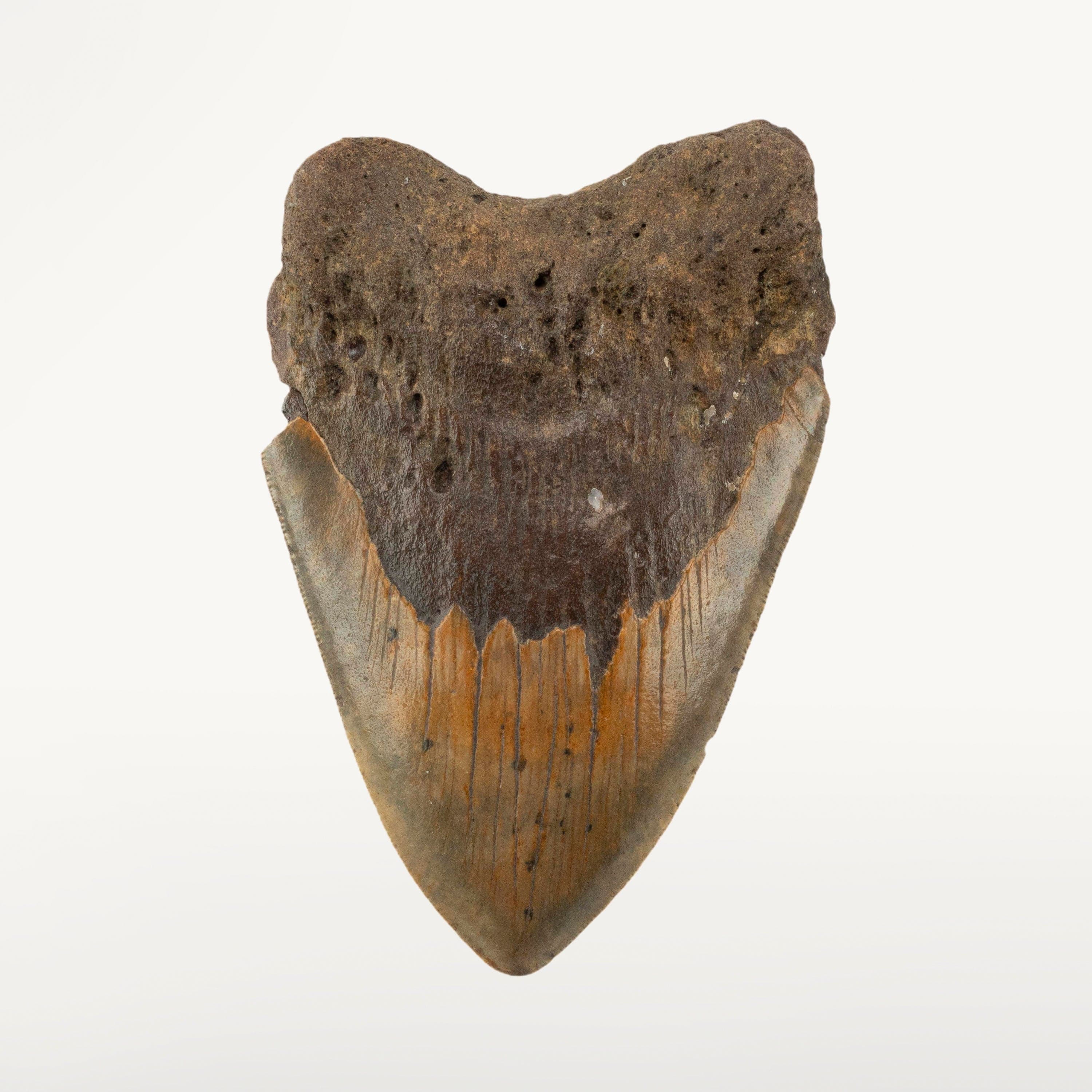 Kalifano Megalodon Teeth Megalodon Tooth from South Carolina - 5.1" ST3200.022