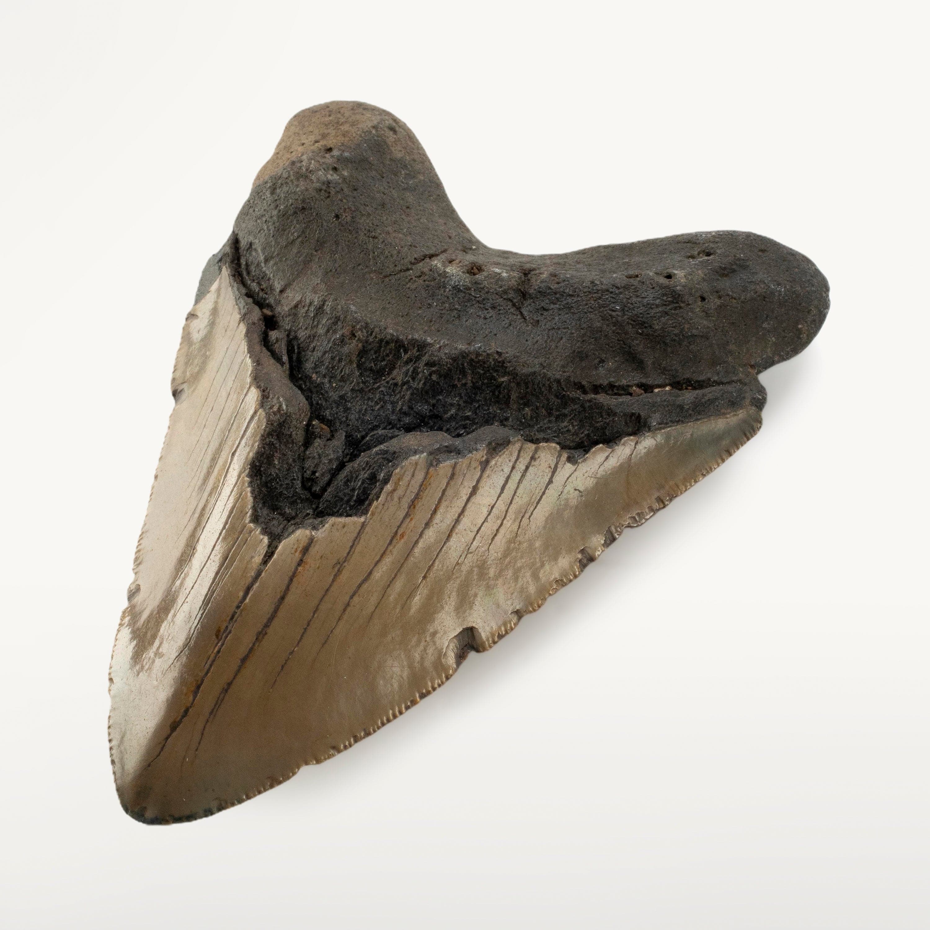 Kalifano Megalodon Teeth Megalodon Tooth from South Carolina - 5.1" ST3200.023