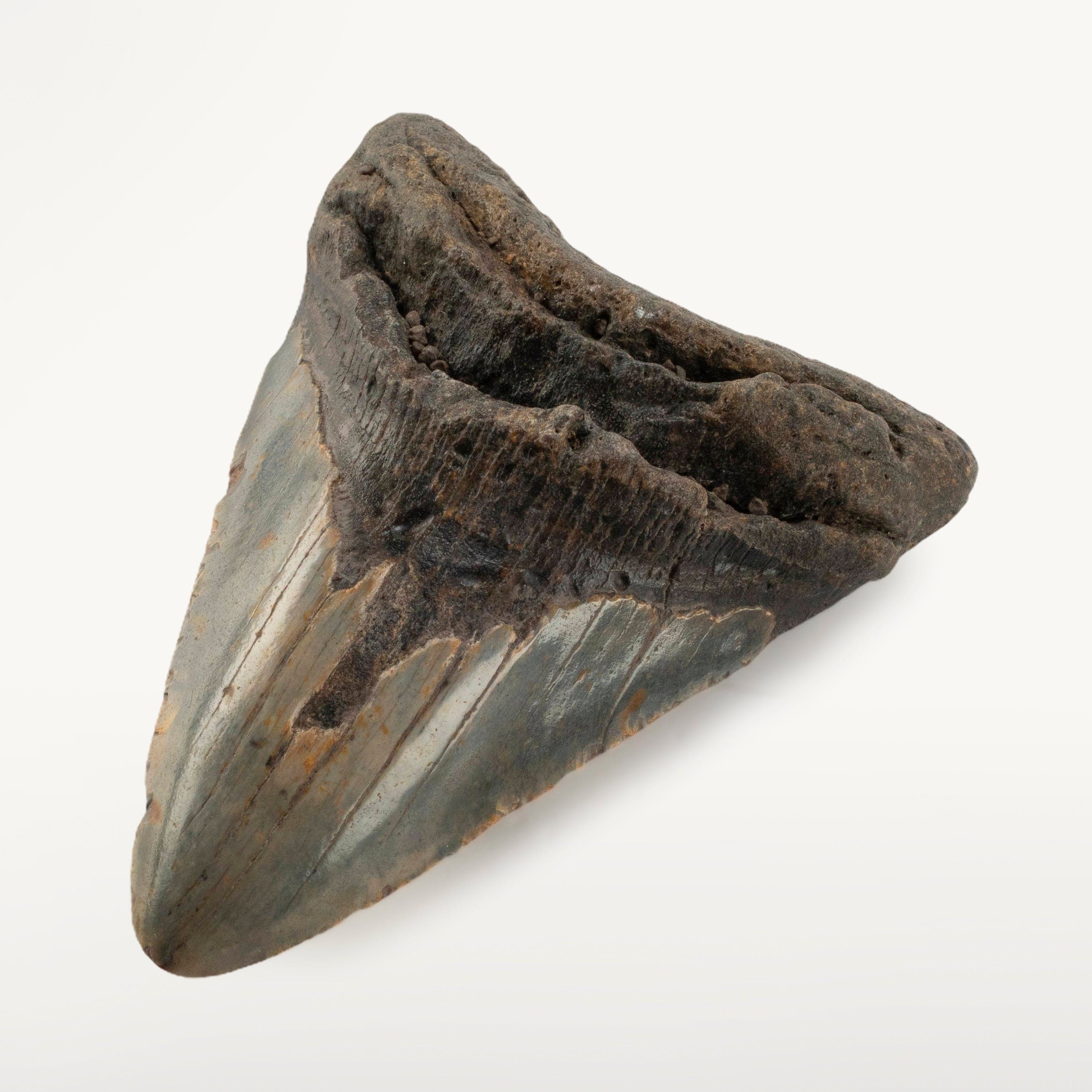 Kalifano Megalodon Teeth Megalodon Tooth from South Carolina - 5.18" ST3200.018