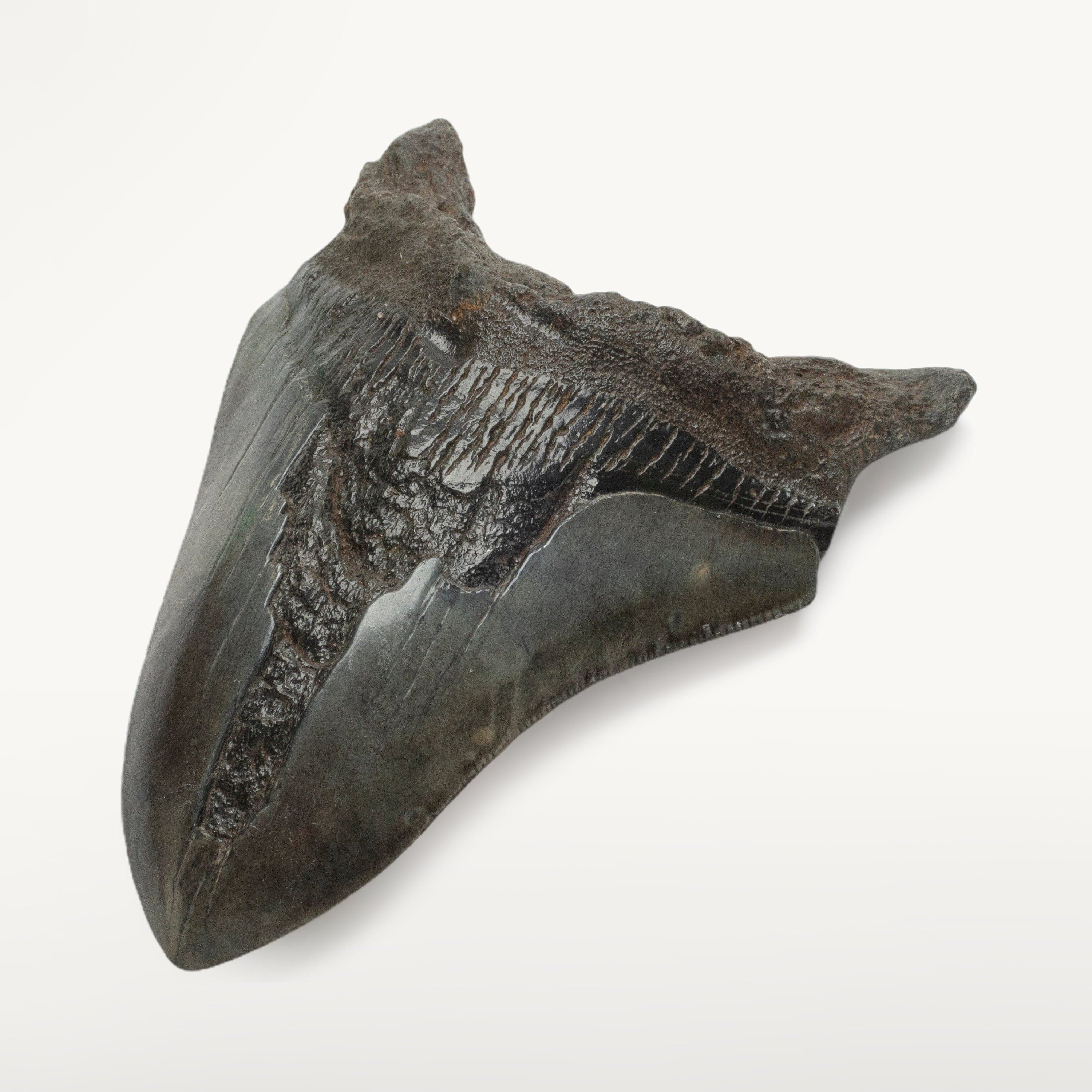 Kalifano Megalodon Teeth Megalodon Tooth from South Carolina - 5.2" ST1400.075