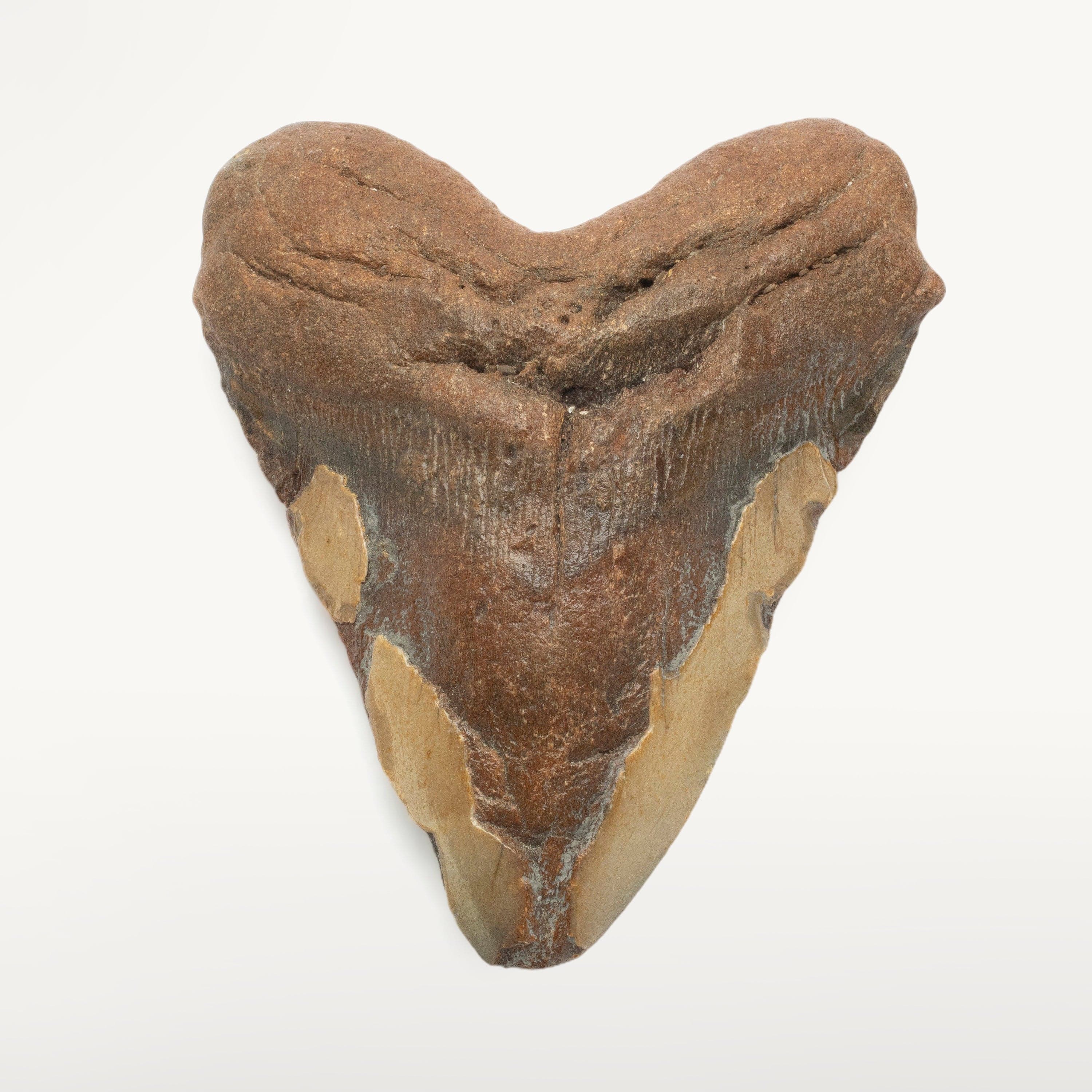 Kalifano Megalodon Teeth Megalodon Tooth from South Carolina - 5.2" ST1900.003