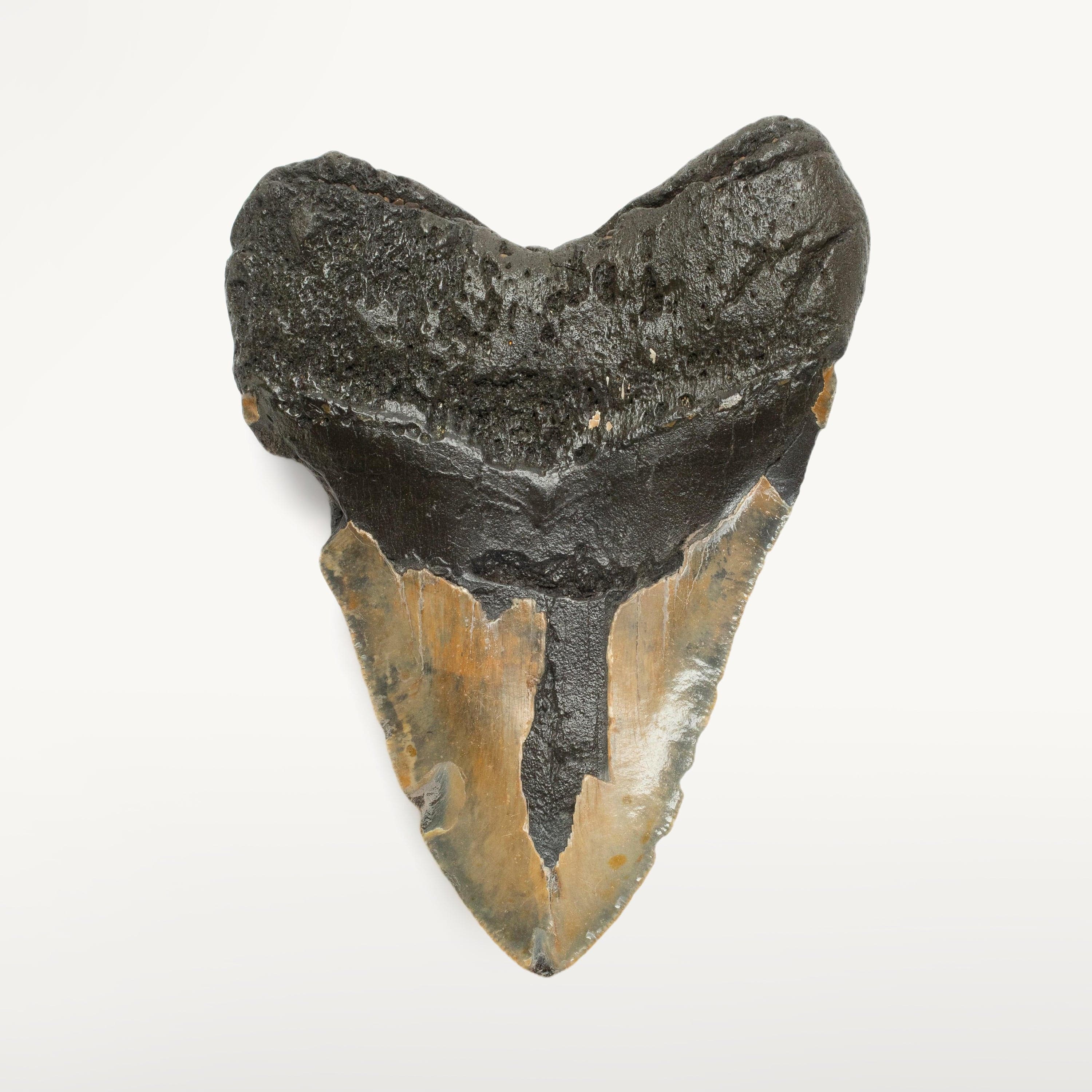 Kalifano Megalodon Teeth Megalodon Tooth from South Carolina - 5.2" ST1900.004
