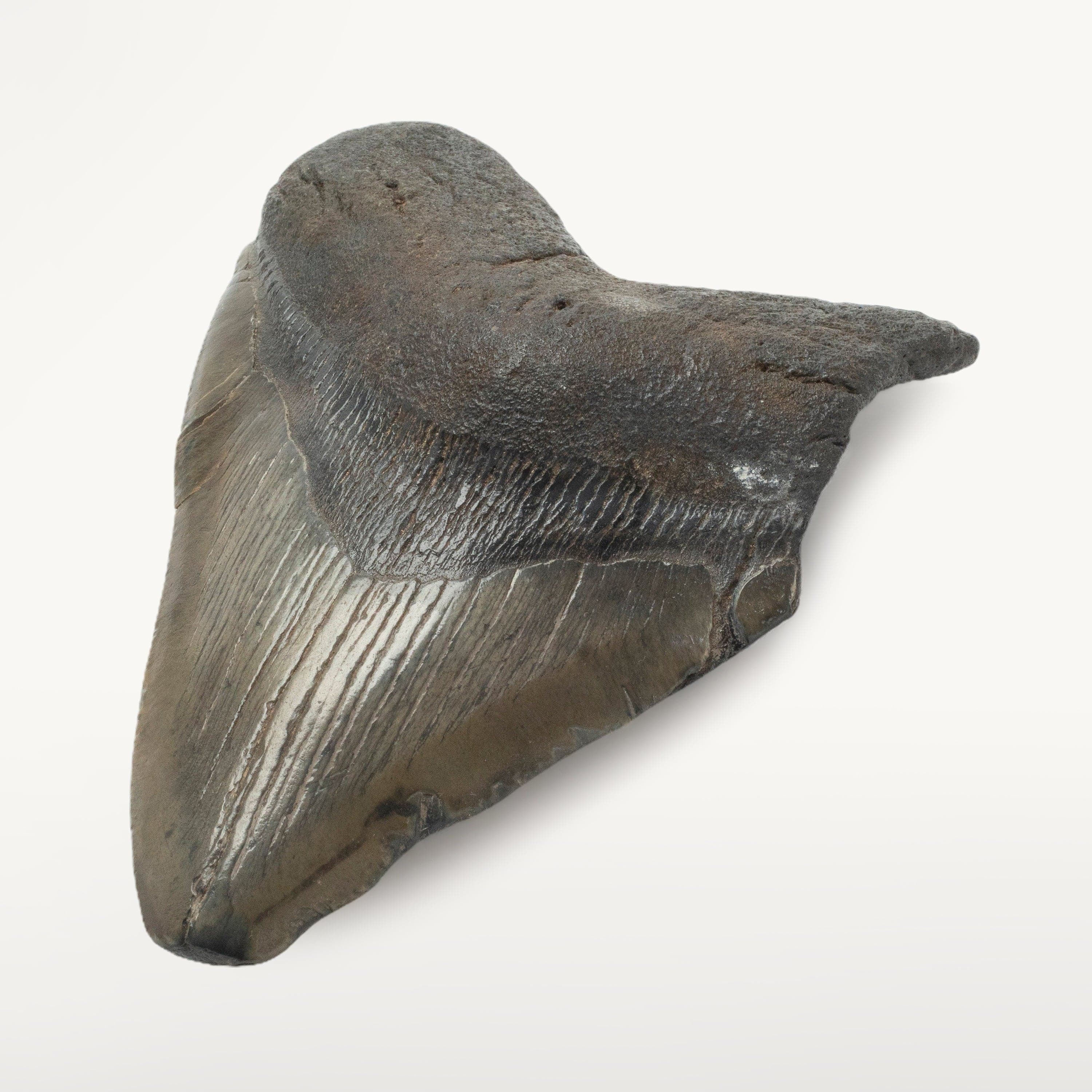 Kalifano Megalodon Teeth Megalodon Tooth from South Carolina - 5.2" ST2000.129