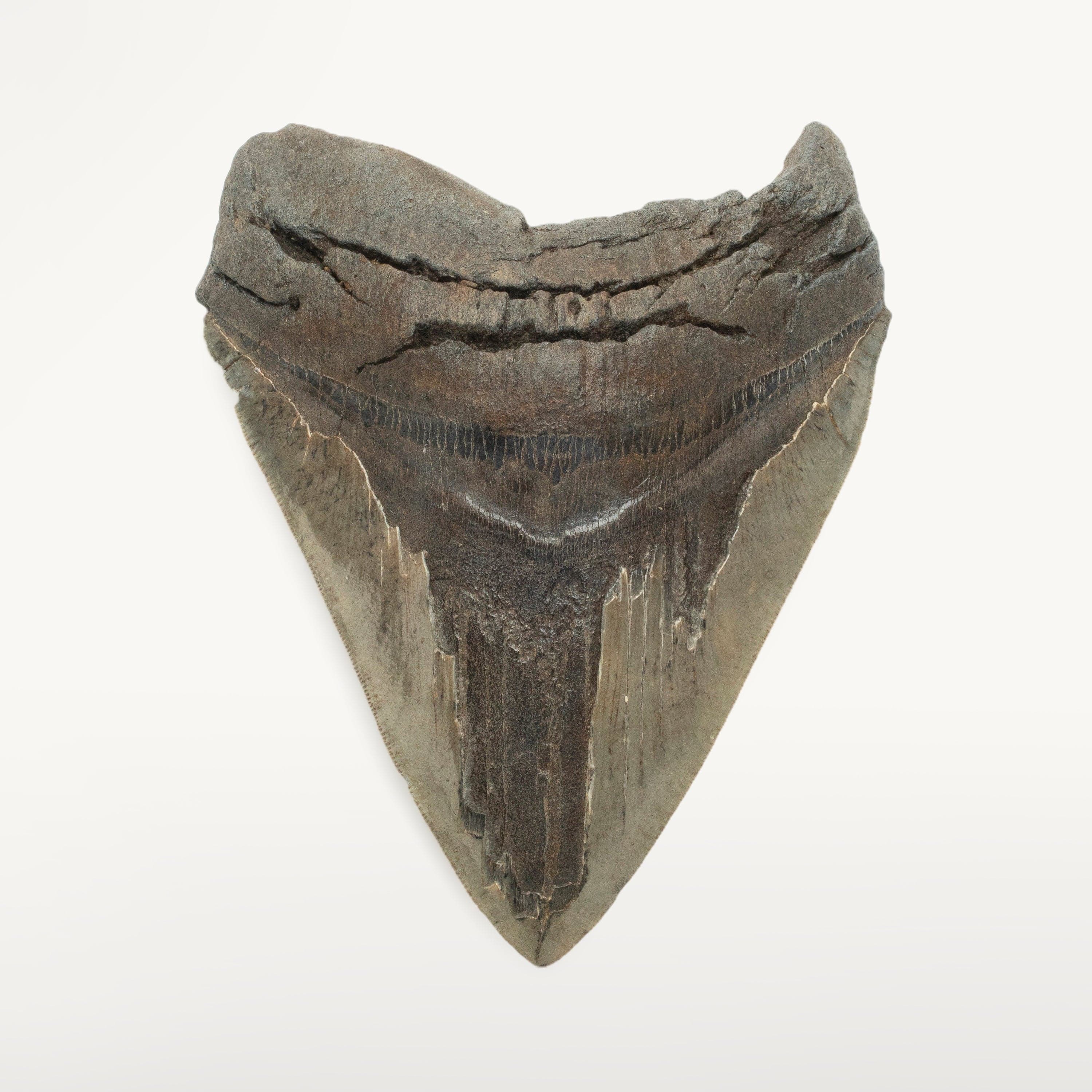 Kalifano Megalodon Teeth Megalodon Tooth from South Carolina - 5.2" ST2100.003