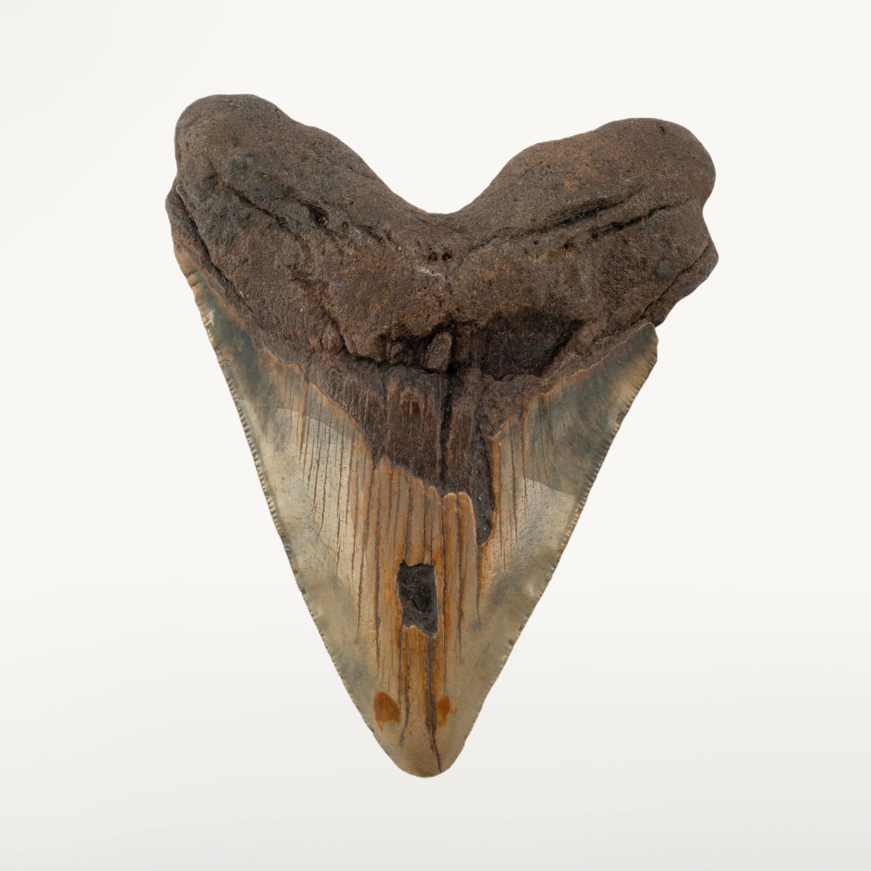 Kalifano Megalodon Teeth Megalodon Tooth from South Carolina - 5.2" ST3200.010