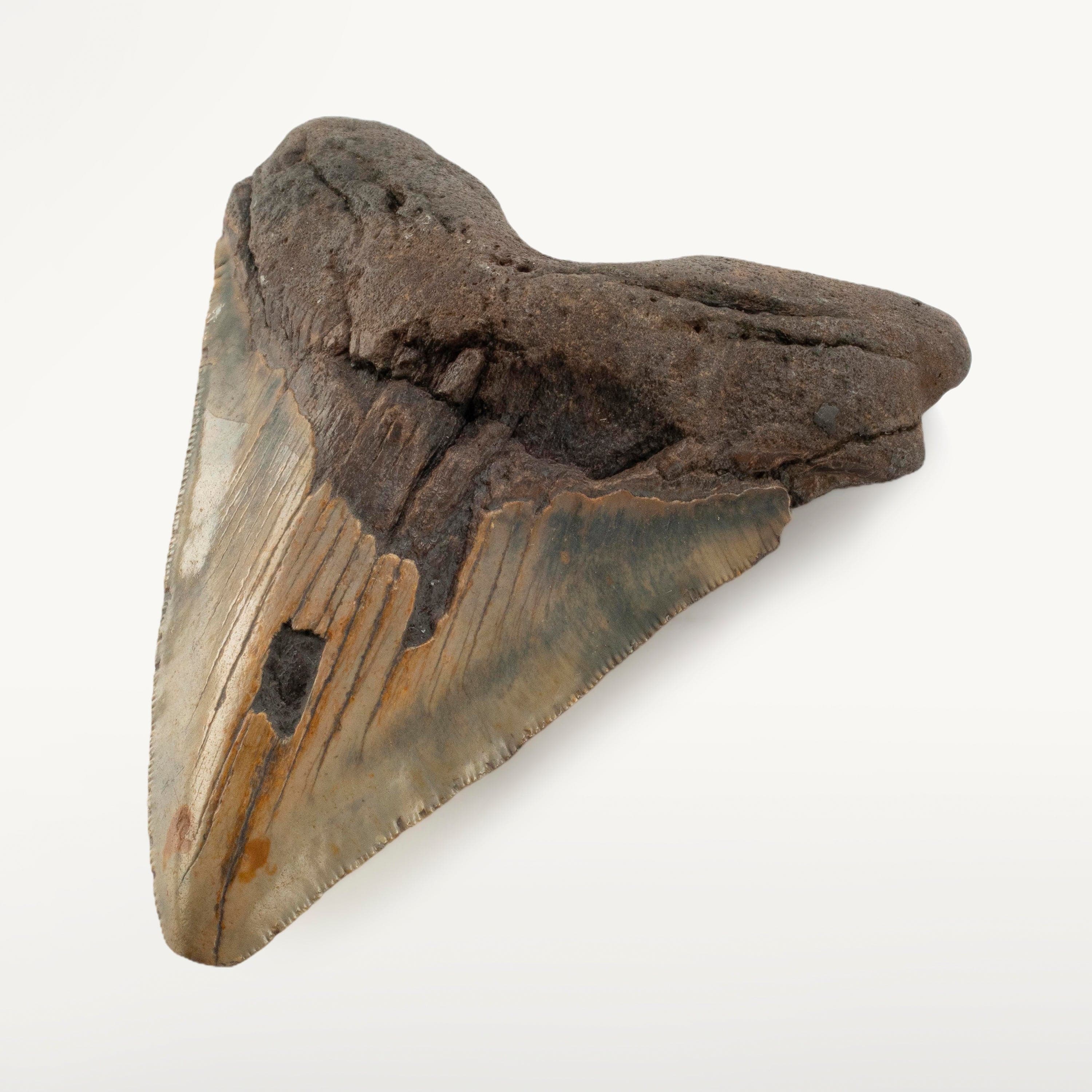 Kalifano Megalodon Teeth Megalodon Tooth from South Carolina - 5.2" ST3200.010