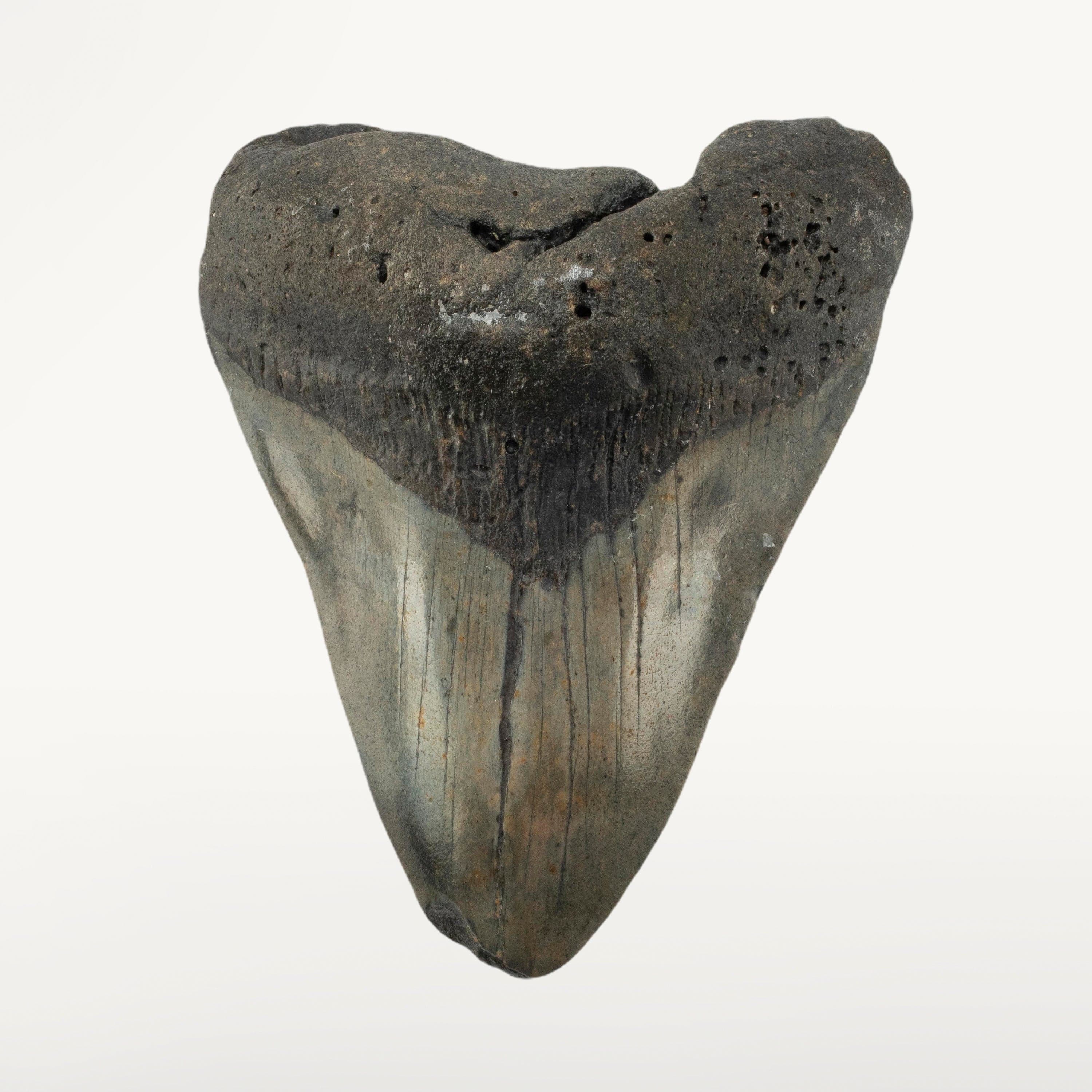 Kalifano Megalodon Teeth Megalodon Tooth from South Carolina - 5.2" ST3200.016