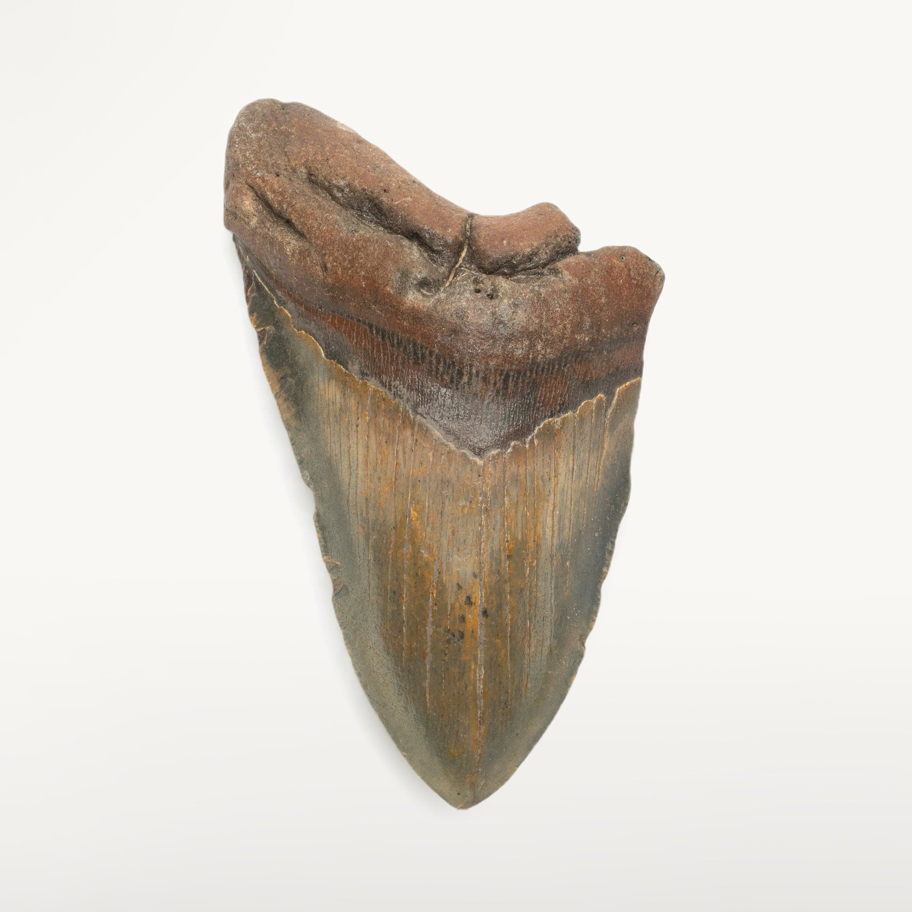 Kalifano Megalodon Teeth Megalodon Tooth from South Carolina - 5.3" ST1400.071