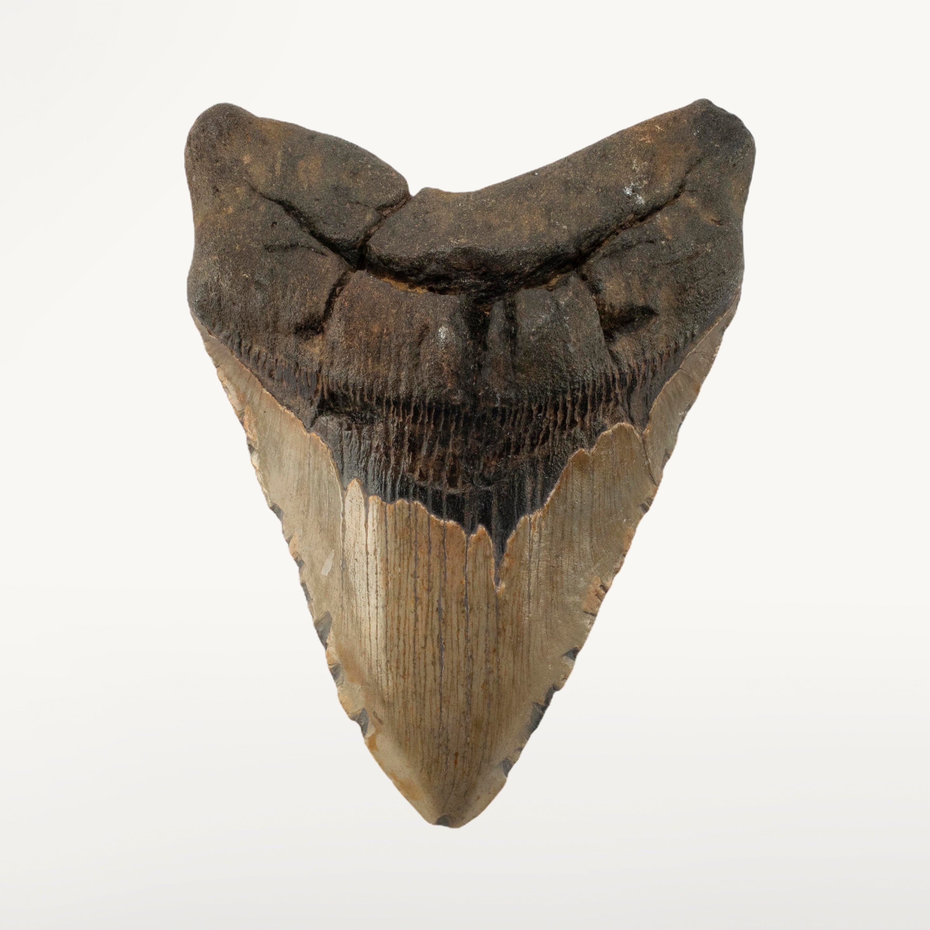 Kalifano Megalodon Teeth Megalodon Tooth from South Carolina - 5.3" ST3200.017