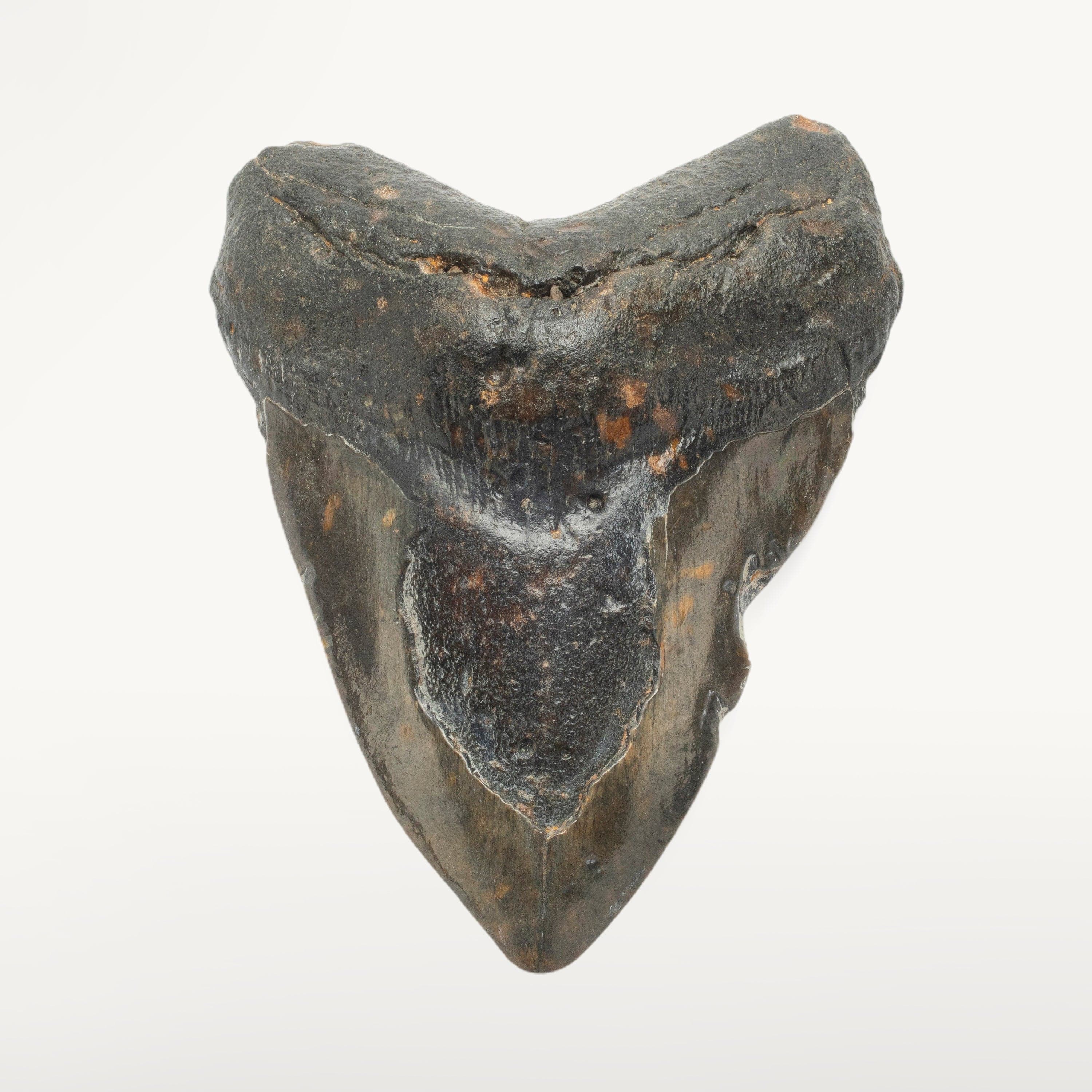 Kalifano Megalodon Teeth Megalodon Tooth from South Carolina - 5.4" ST2000.134
