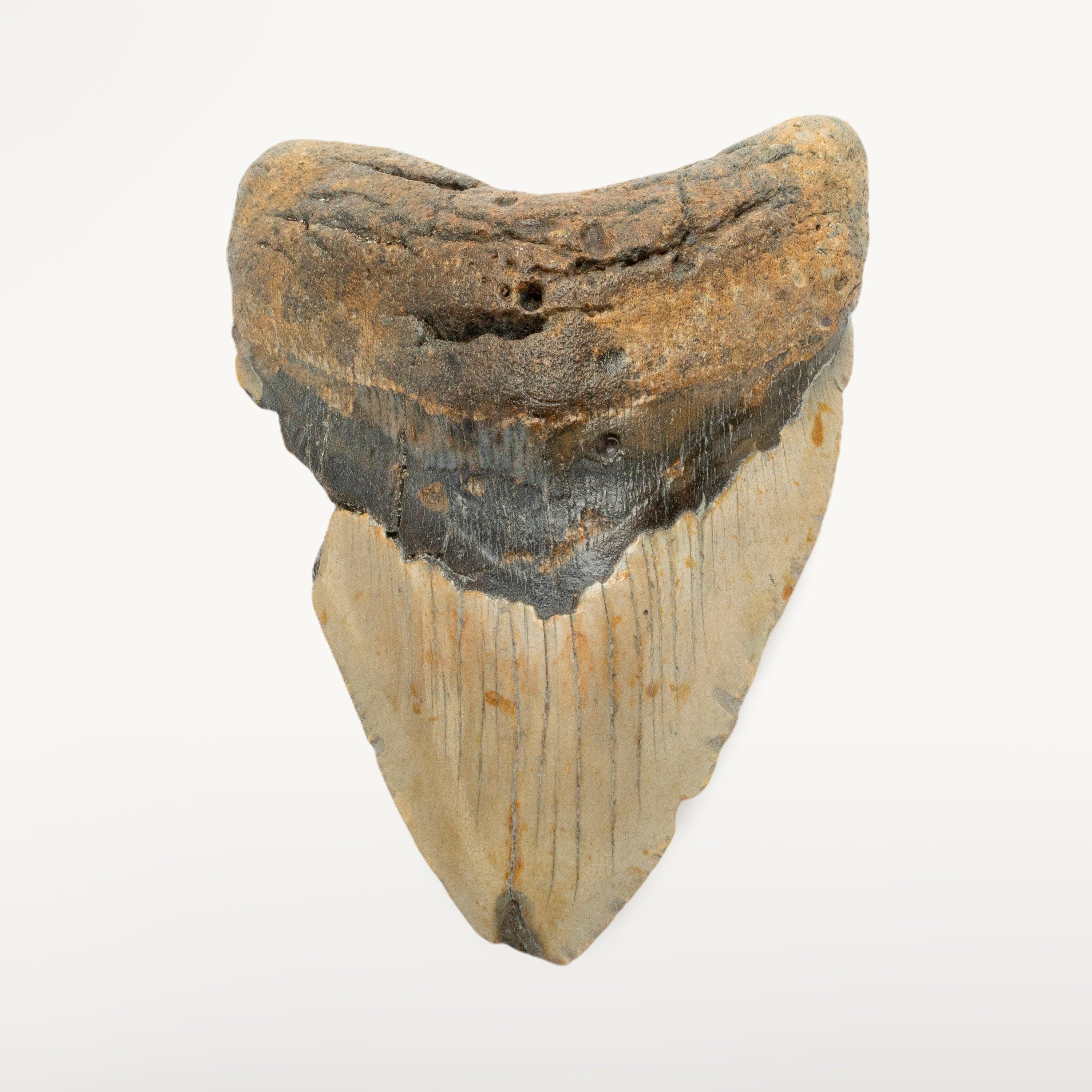 Kalifano Megalodon Teeth Megalodon Tooth from South Carolina - 5.4" ST2600.008