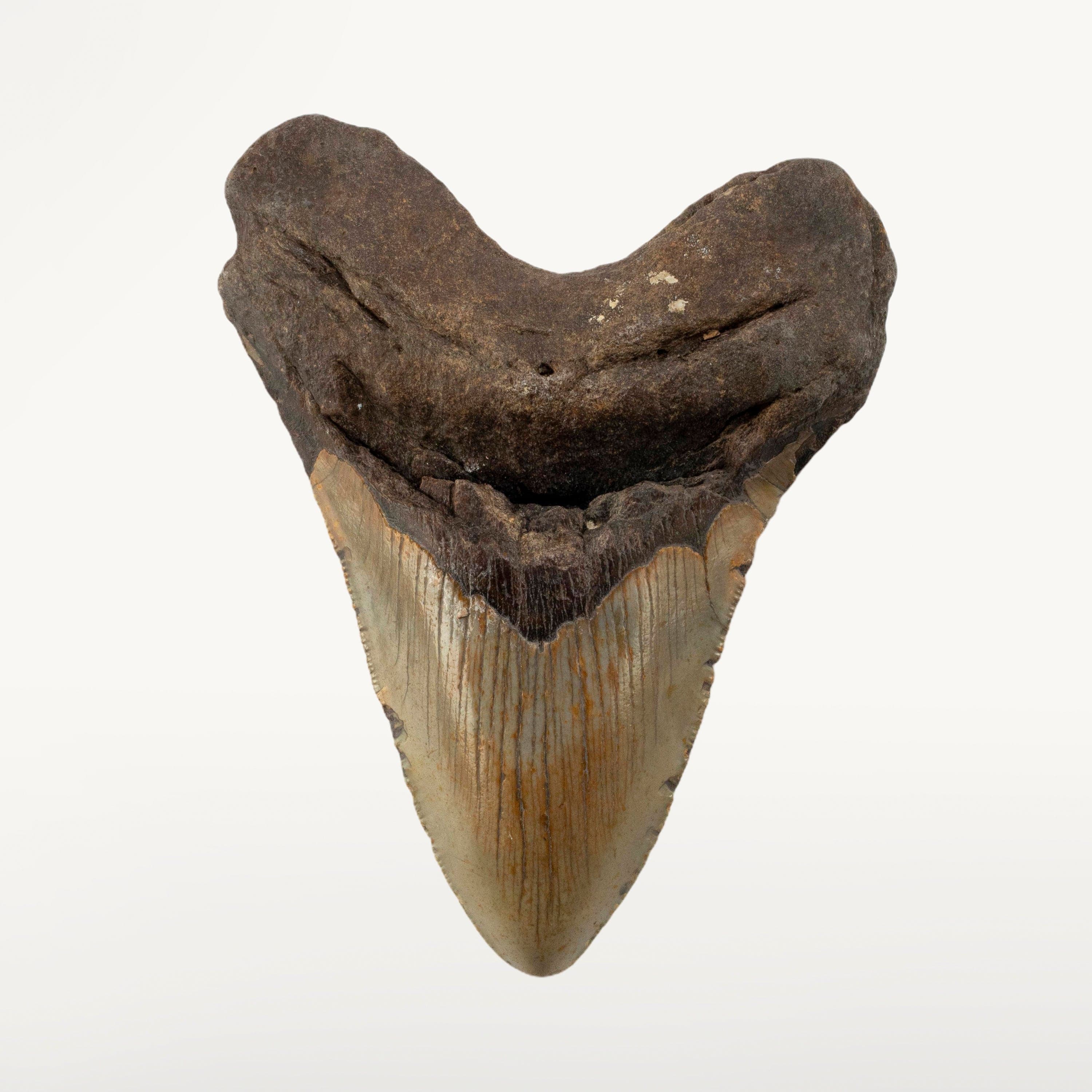 Kalifano Megalodon Teeth Megalodon Tooth from South Carolina - 5.4" ST3200.021